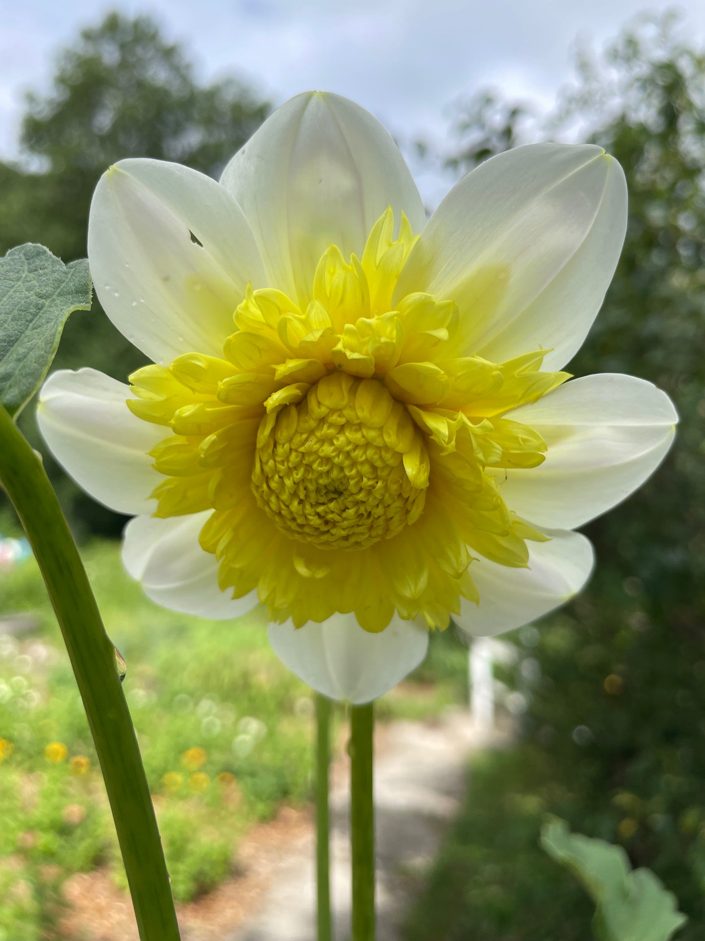 Sandia Summertime Dahlia Tuber