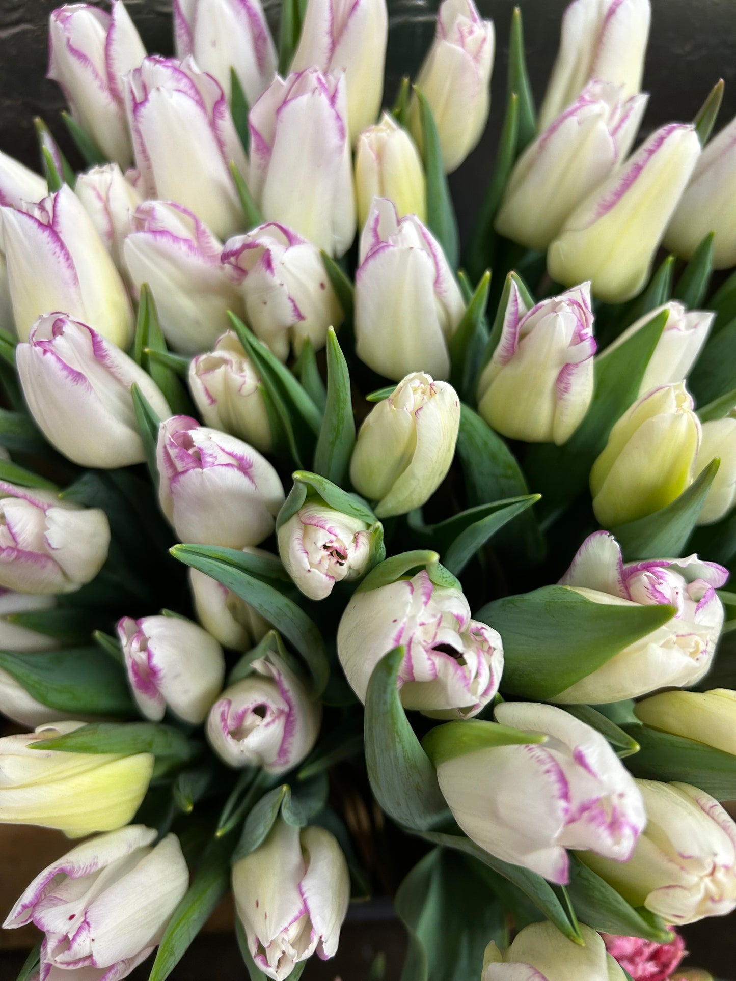 Winter Tulip Subscription 2026