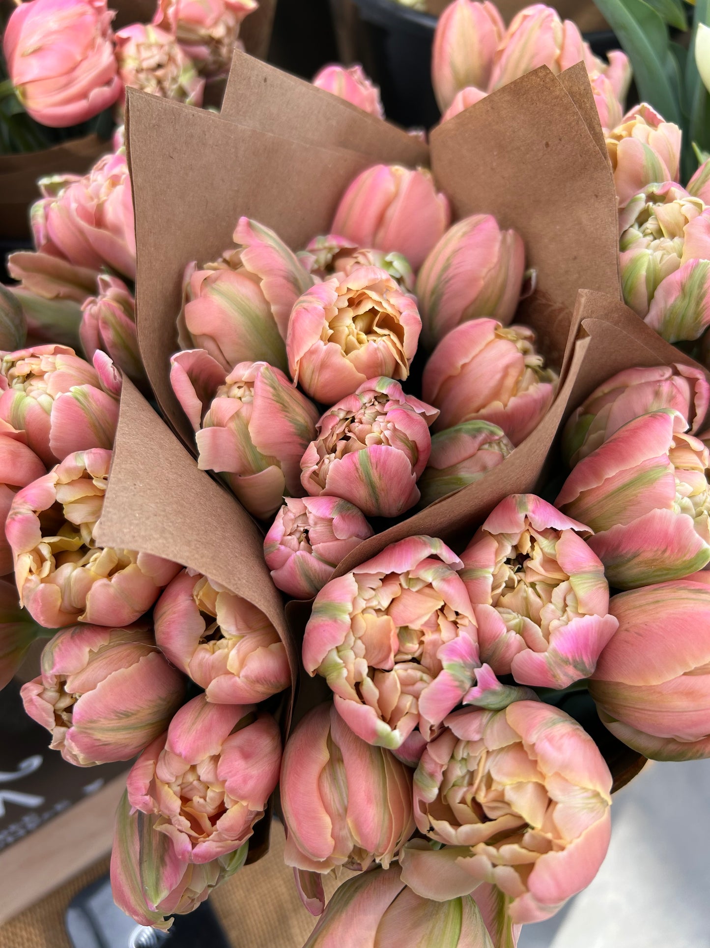 Winter Tulip Subscription 2026