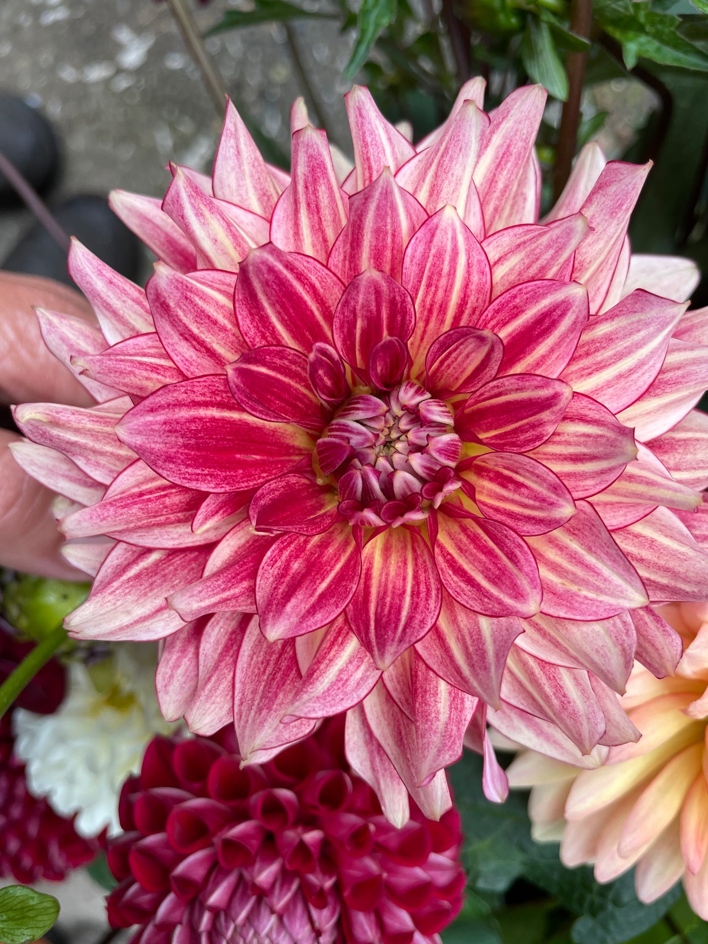 N-Force Dahlia Tuber