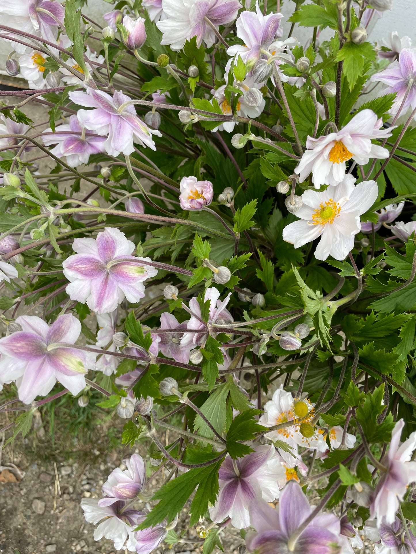 Petite Flower Subscription 2024