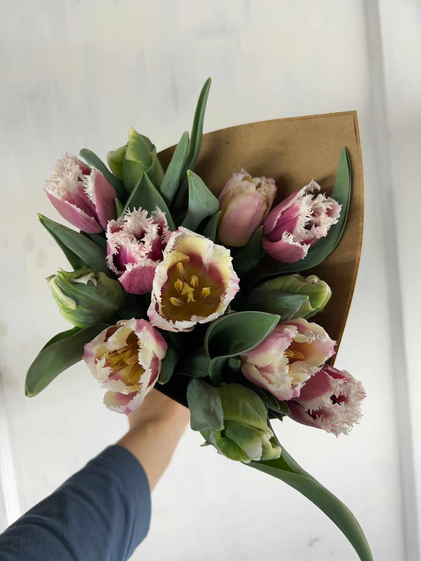 Winter Tulip Subscription 2026