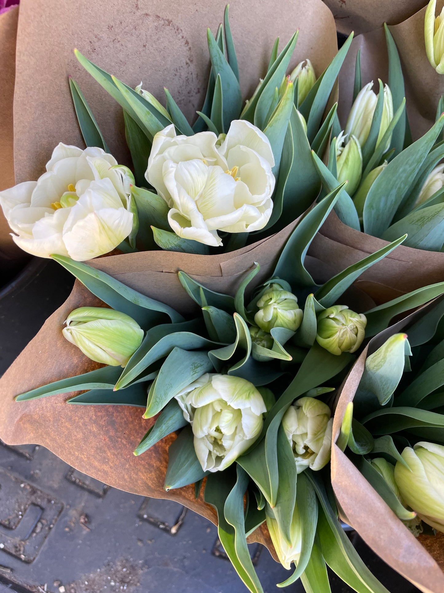 Winter Tulip Subscription 2024
