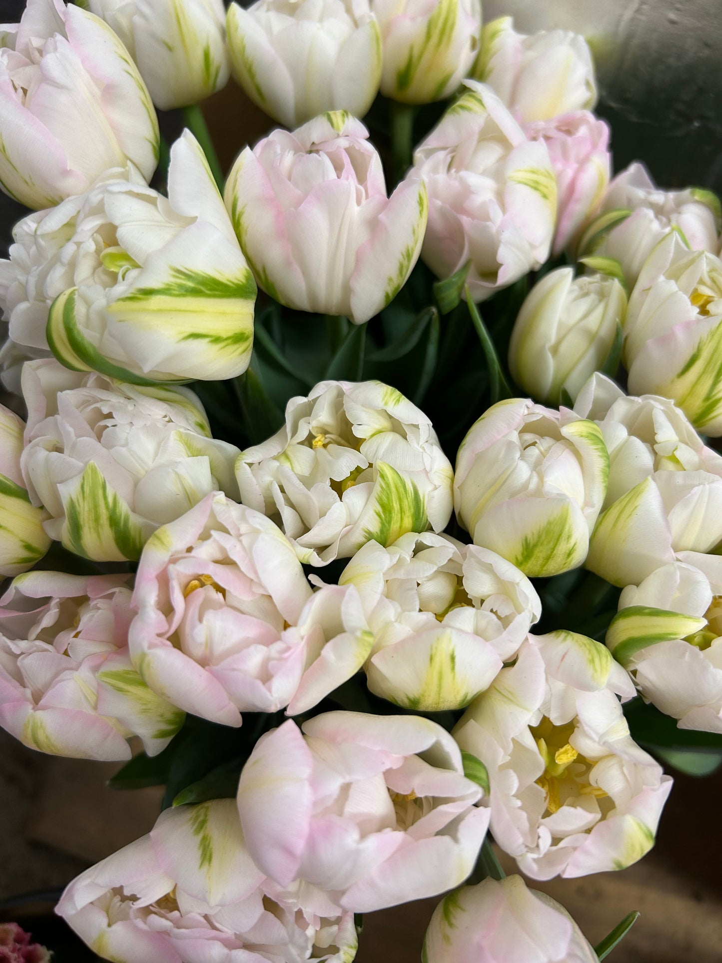 Winter Tulip Subscription 2026