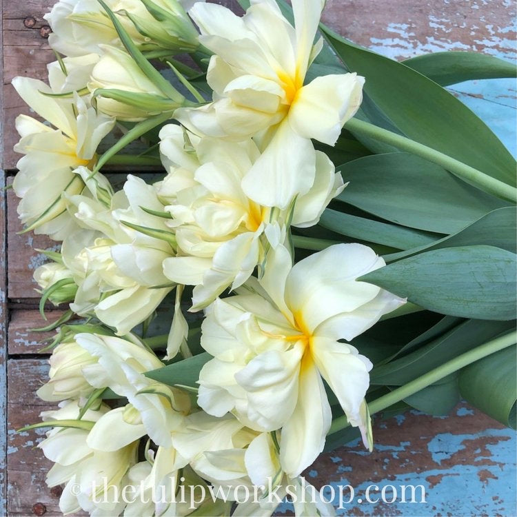 Valentine’s Day Tulip Bouquet Pre-order 2024