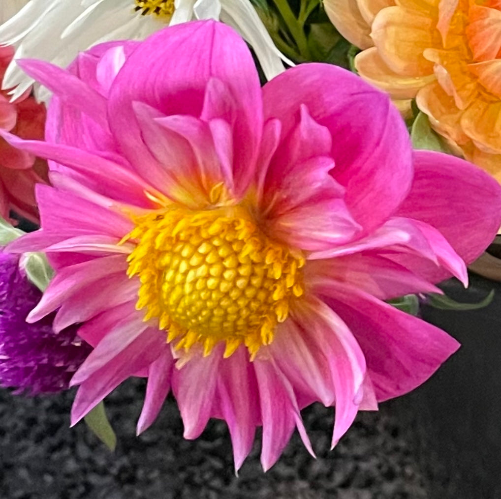 Bloomquist Arise Dahlia Tuber