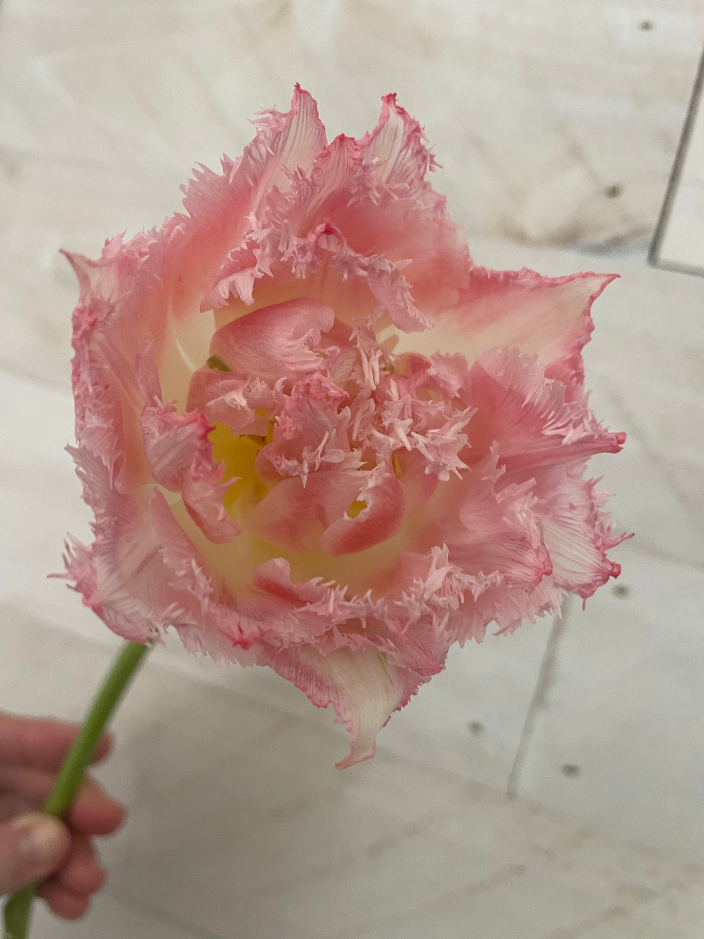 Winter Tulip Subscription 2026
