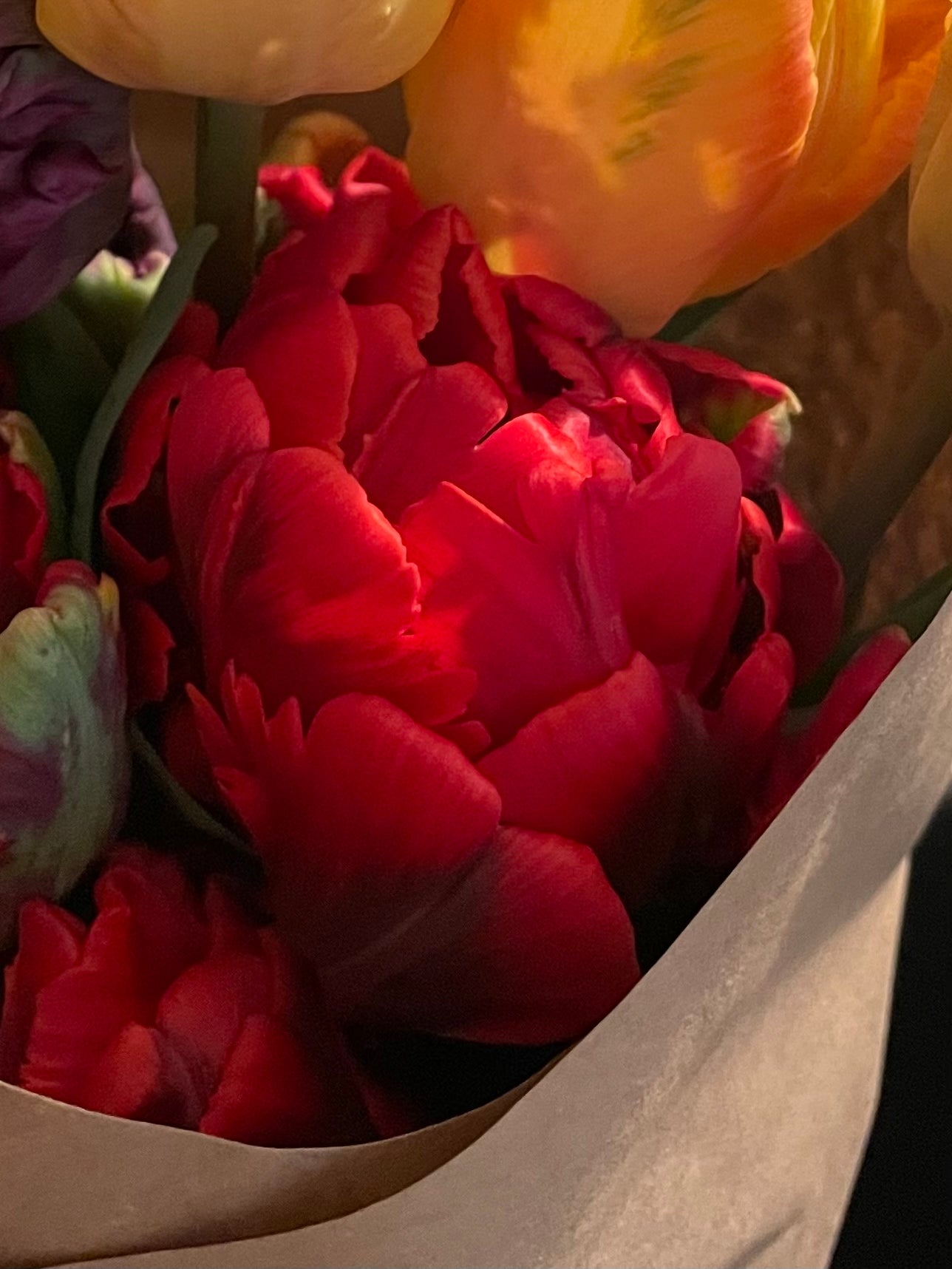 Miranda Tulip Bulb