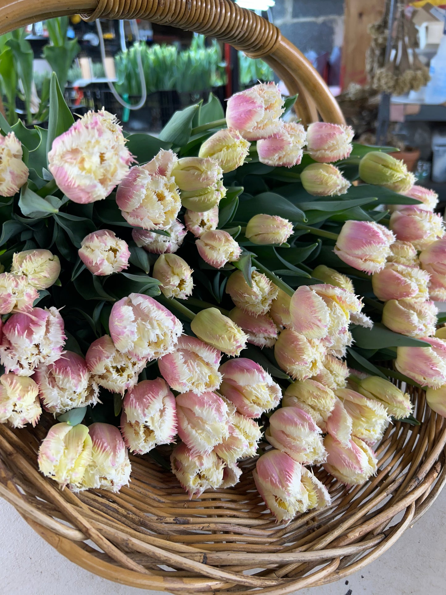 Valentine’s Day Tulip Bouquet Pre-order 2026