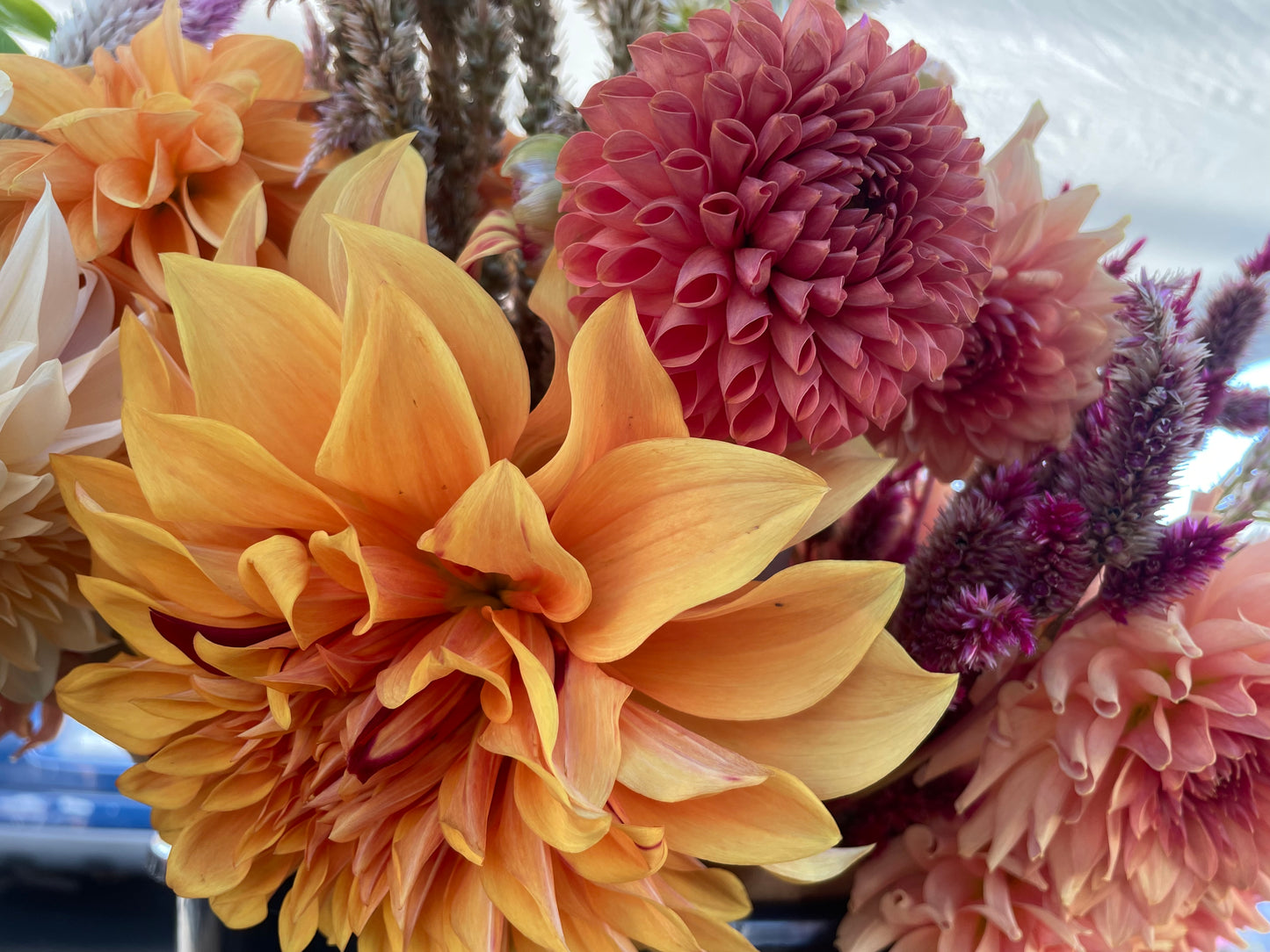 Hercules Dahlia Tuber