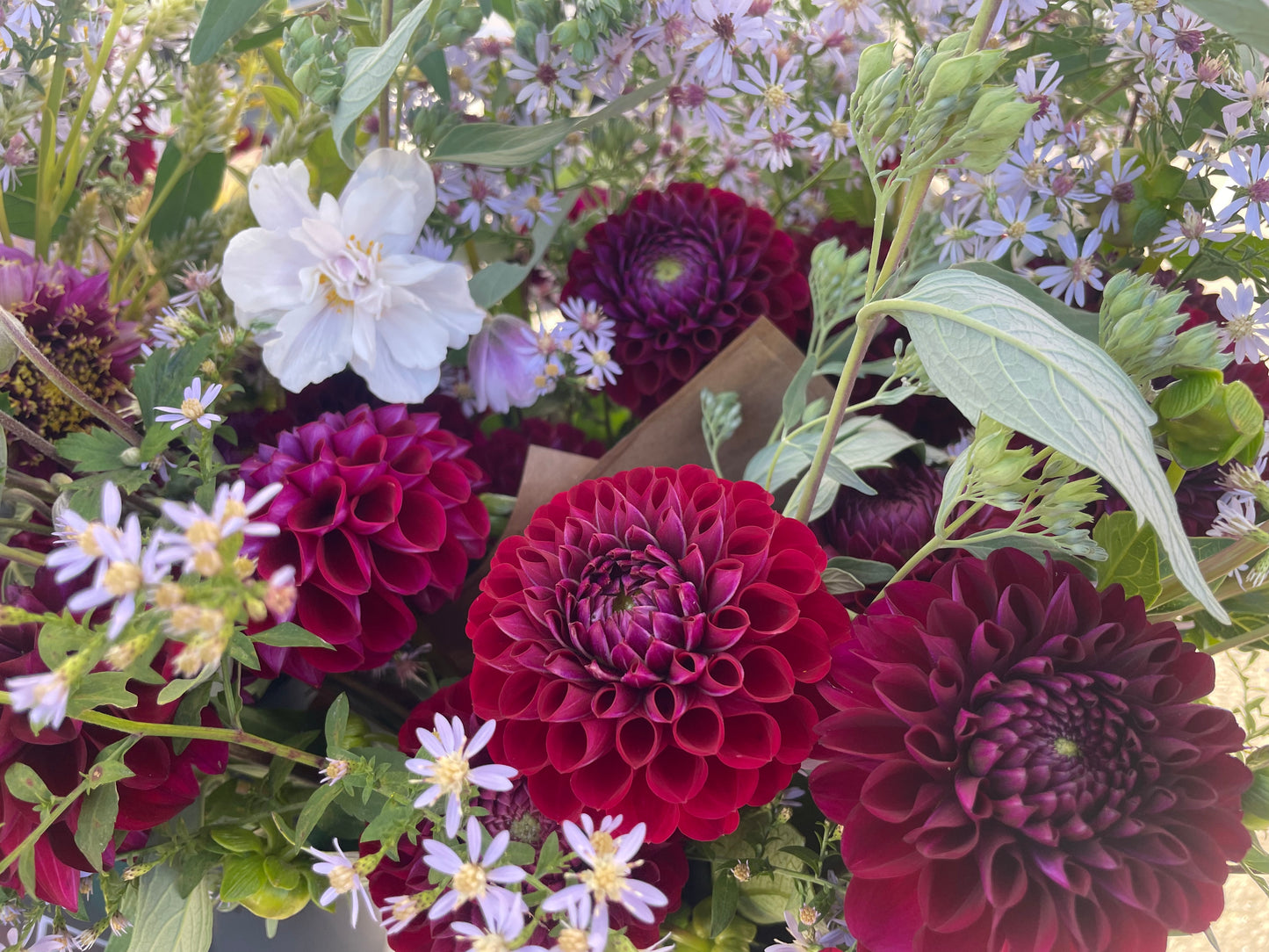 Ivanetti Dahlia Tuber