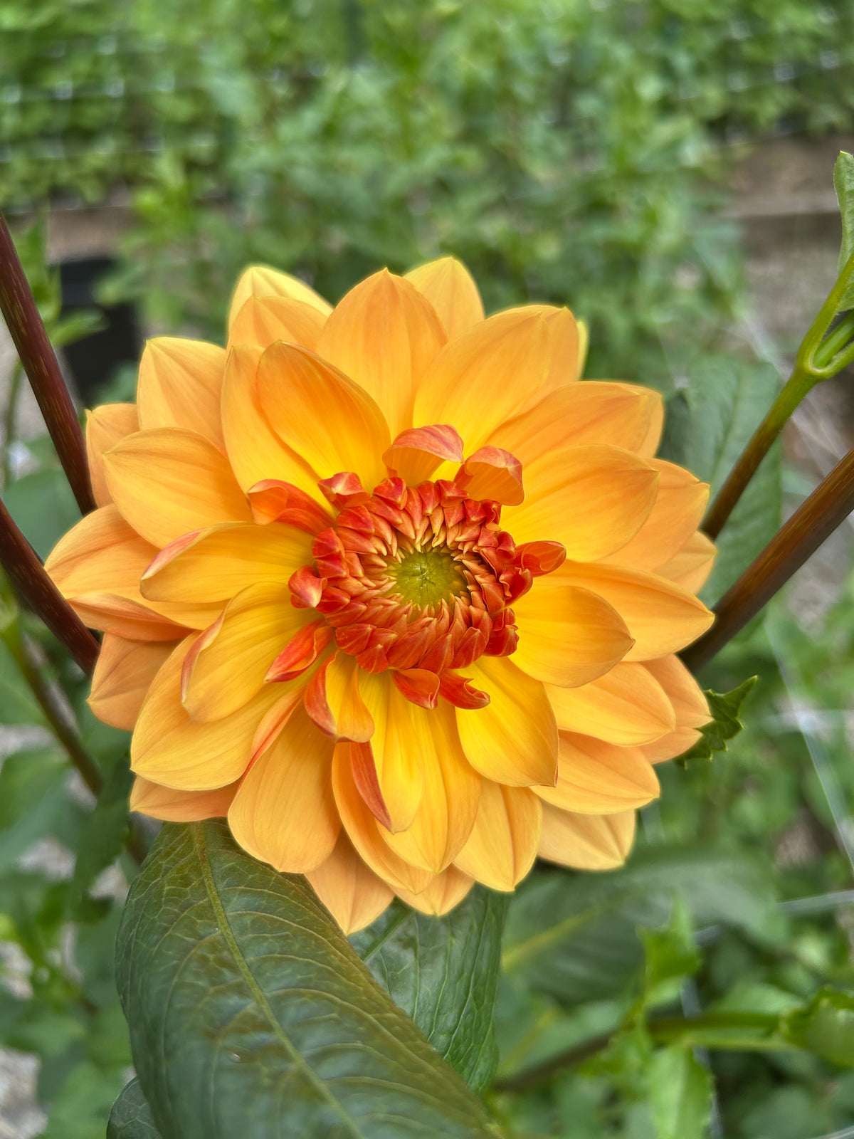Rancho Dahlia Tuber