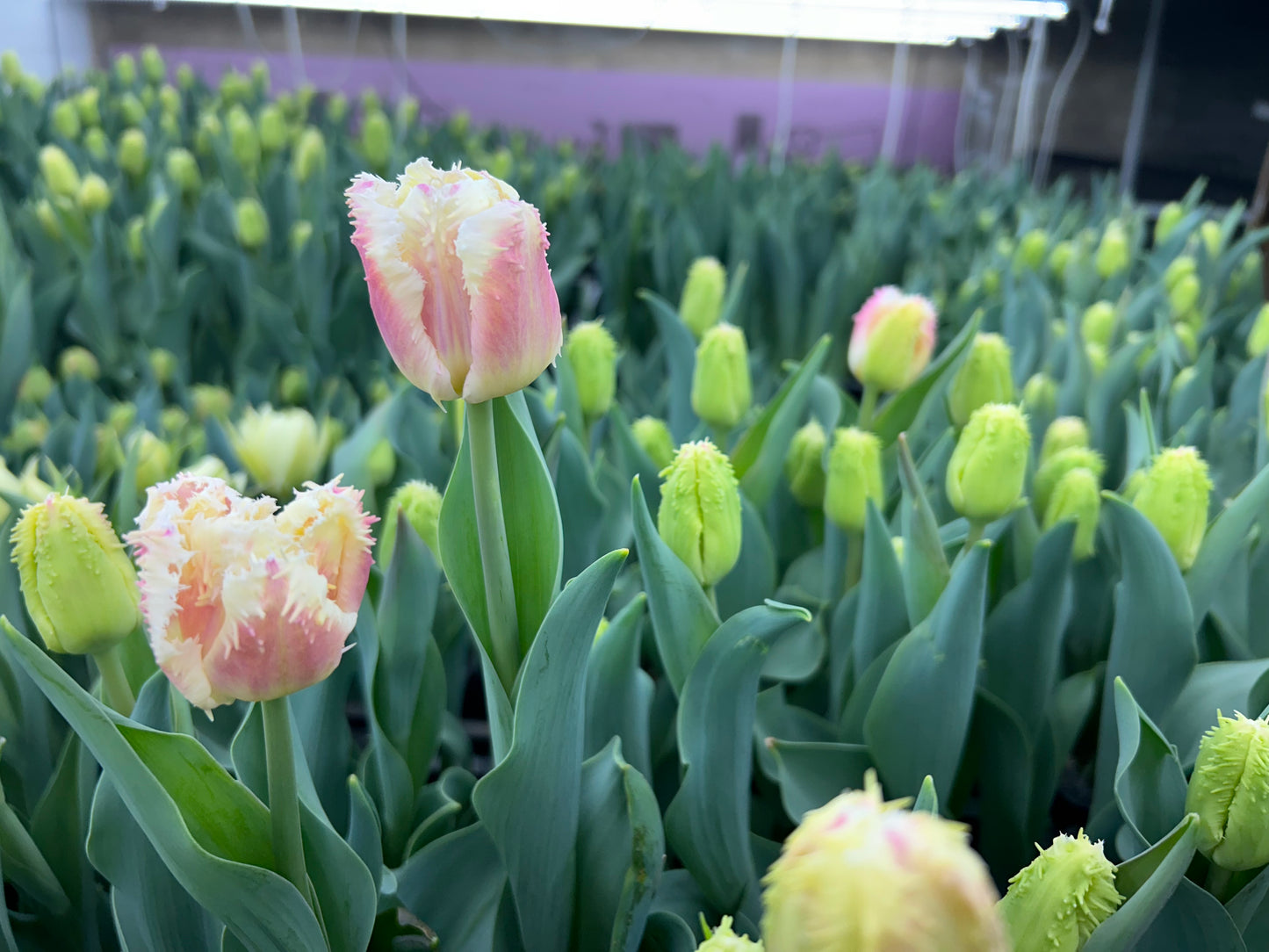 Winter Tulip Subscription 2026