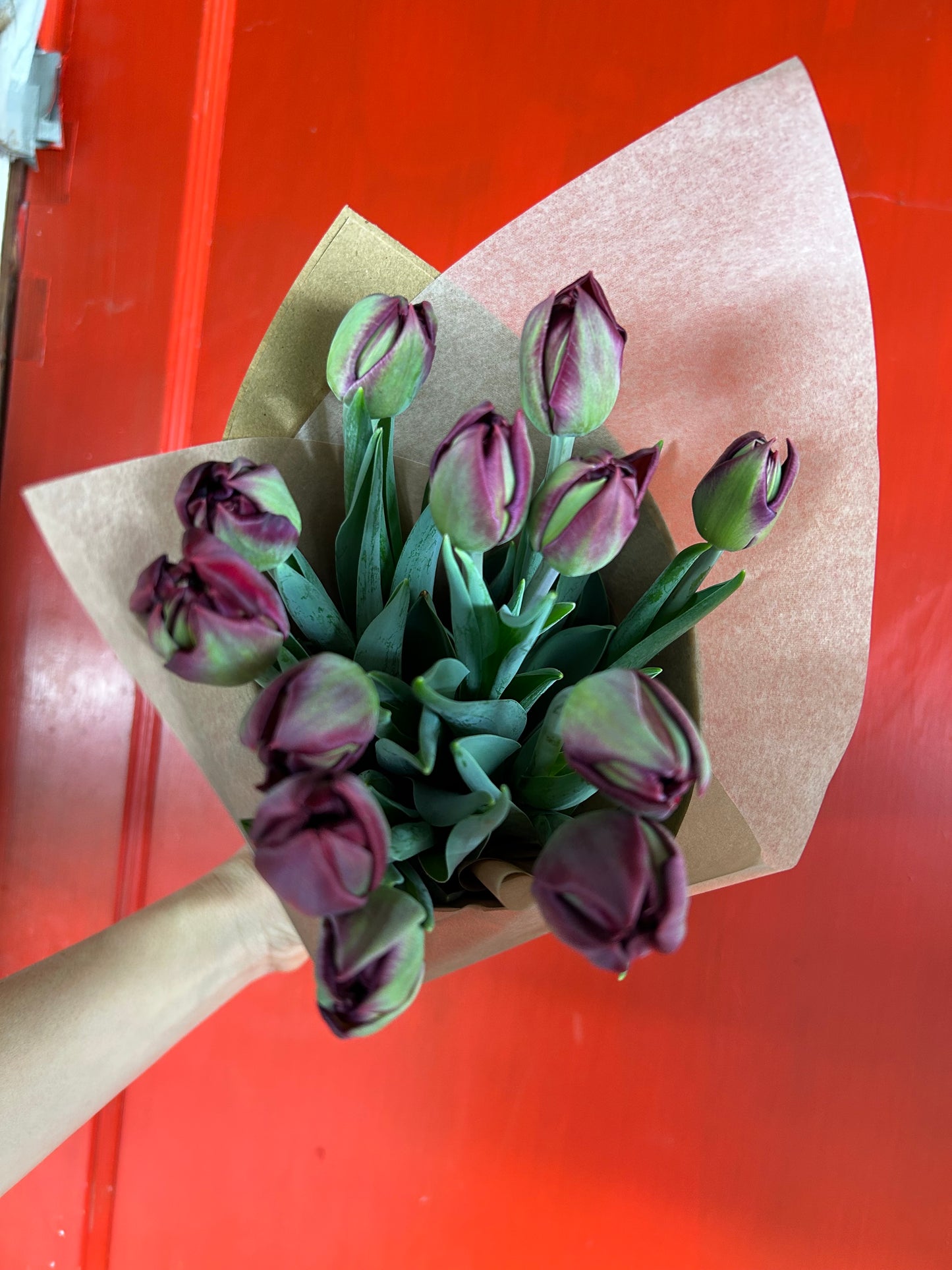 Winter Tulip Subscription 2026