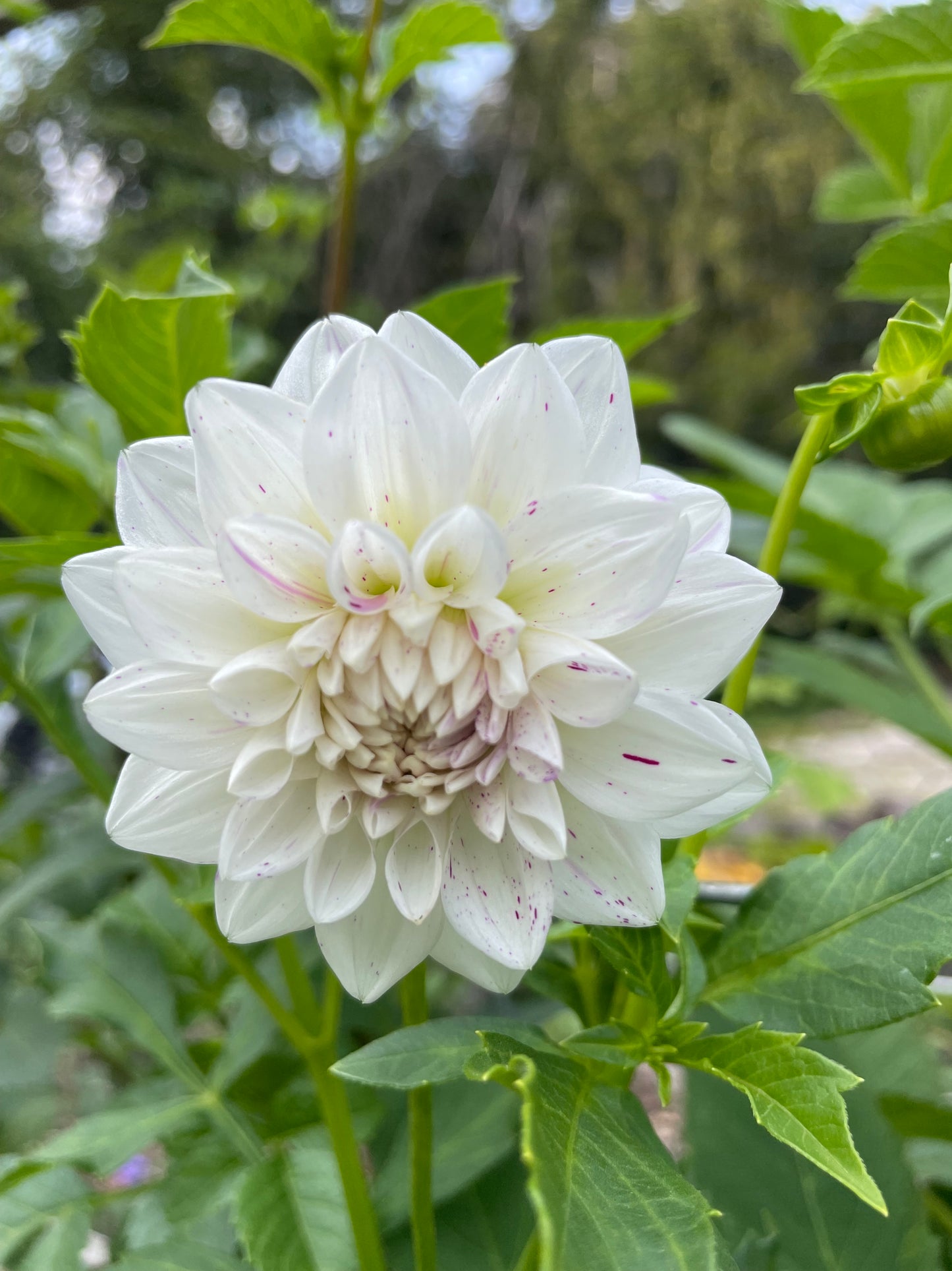 Mystery Speckle Dahlia Tuber