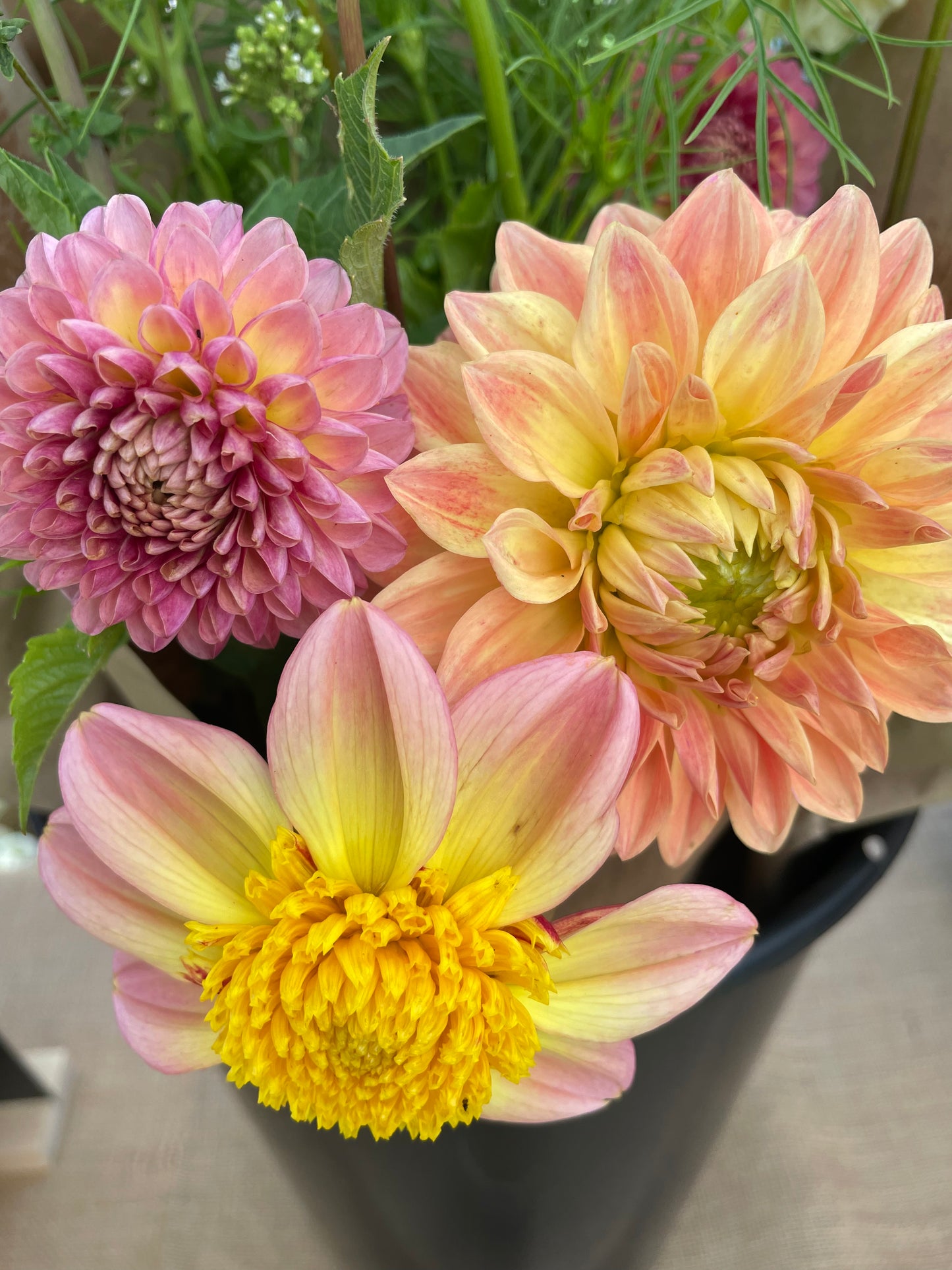 Bloomquist Golden Dahlia Tuber