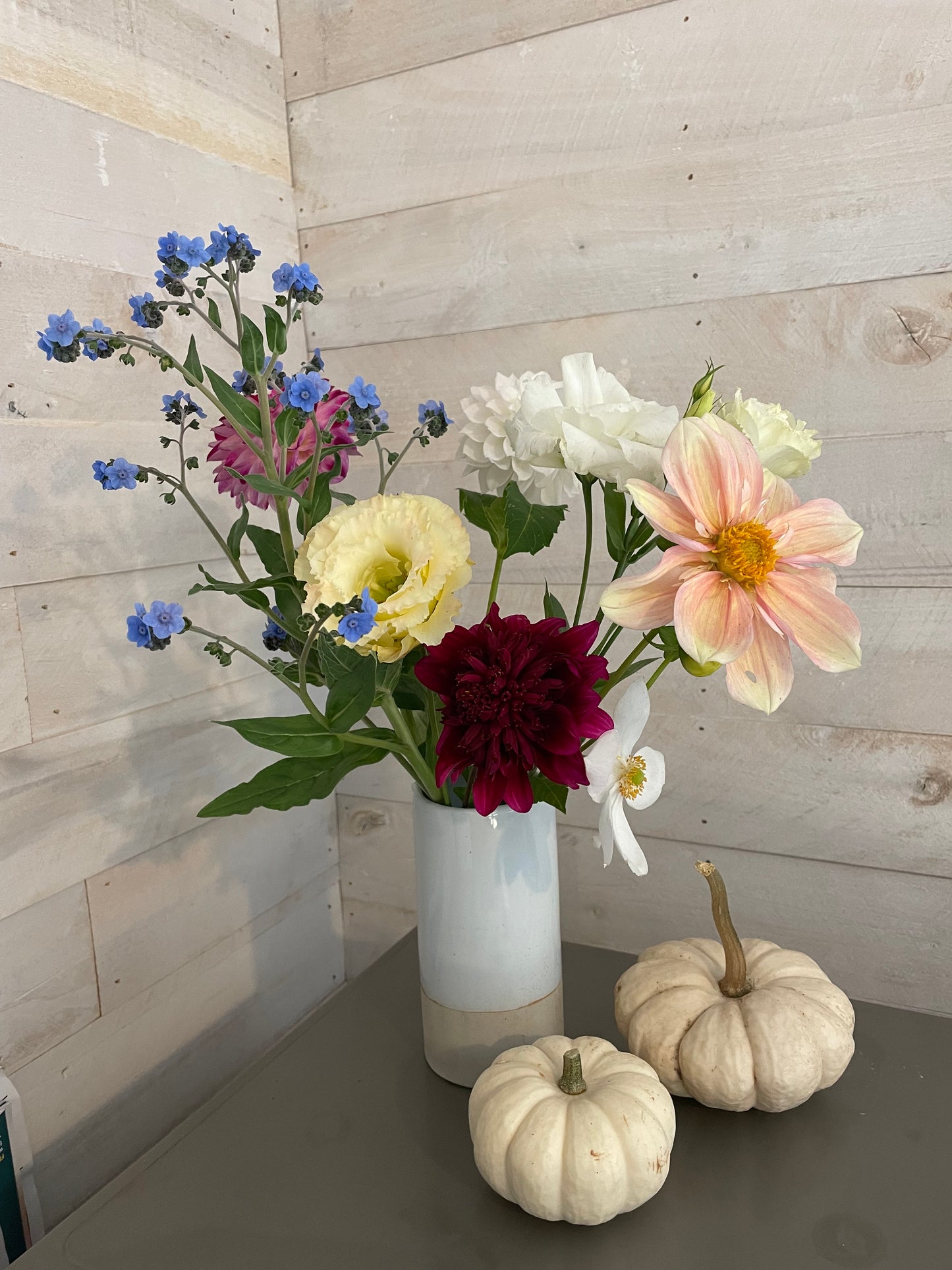 Appleblossom Dahlia Tuber
