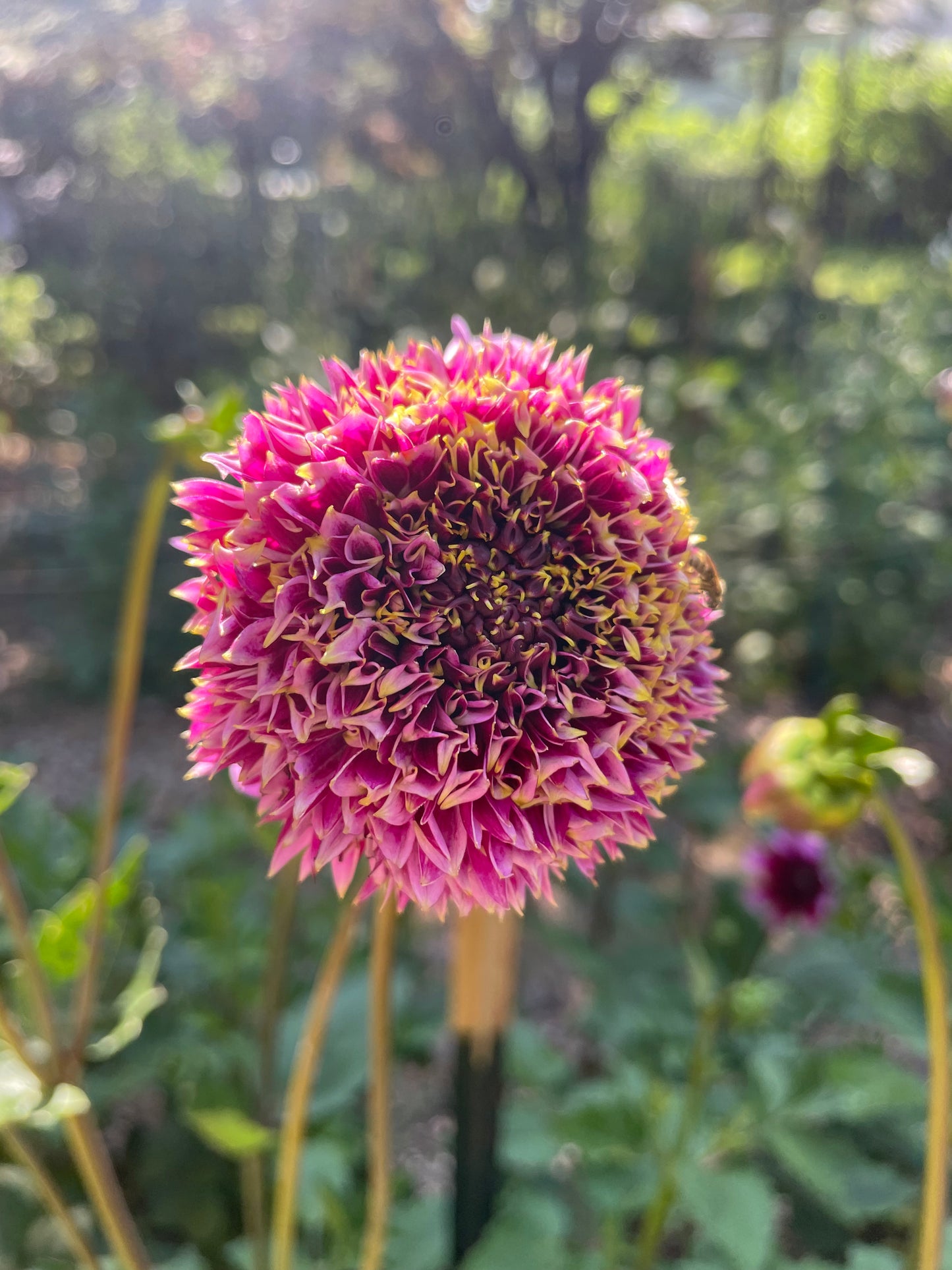 Fenna Baaij Dahlia Tuber