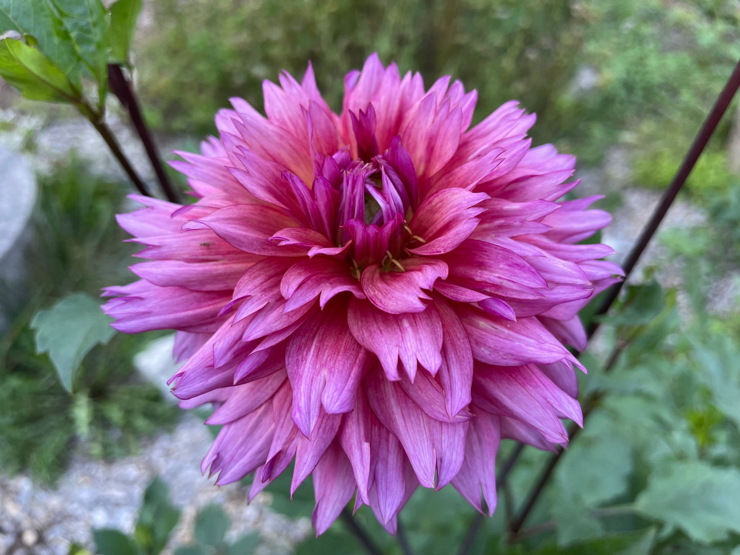 Sonic Bloom Dahlia Tuber