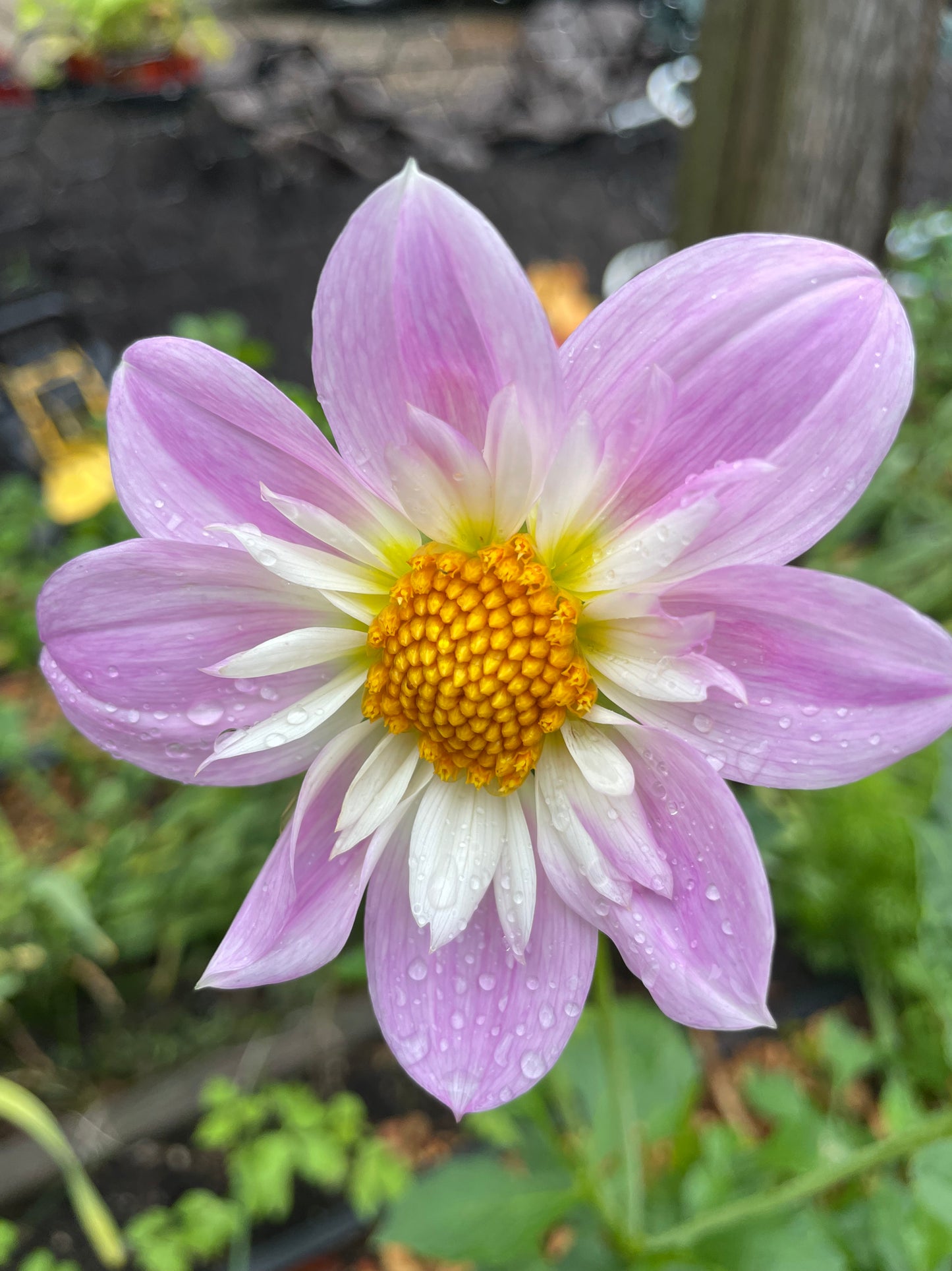 Teesbrooke Audrey Dahlia Tuber