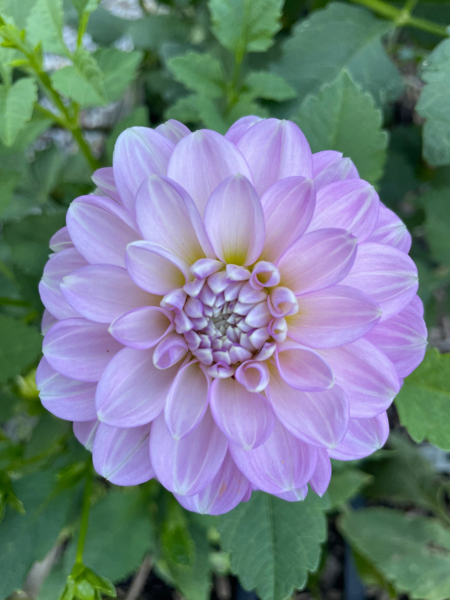 Marionberry Milkshake