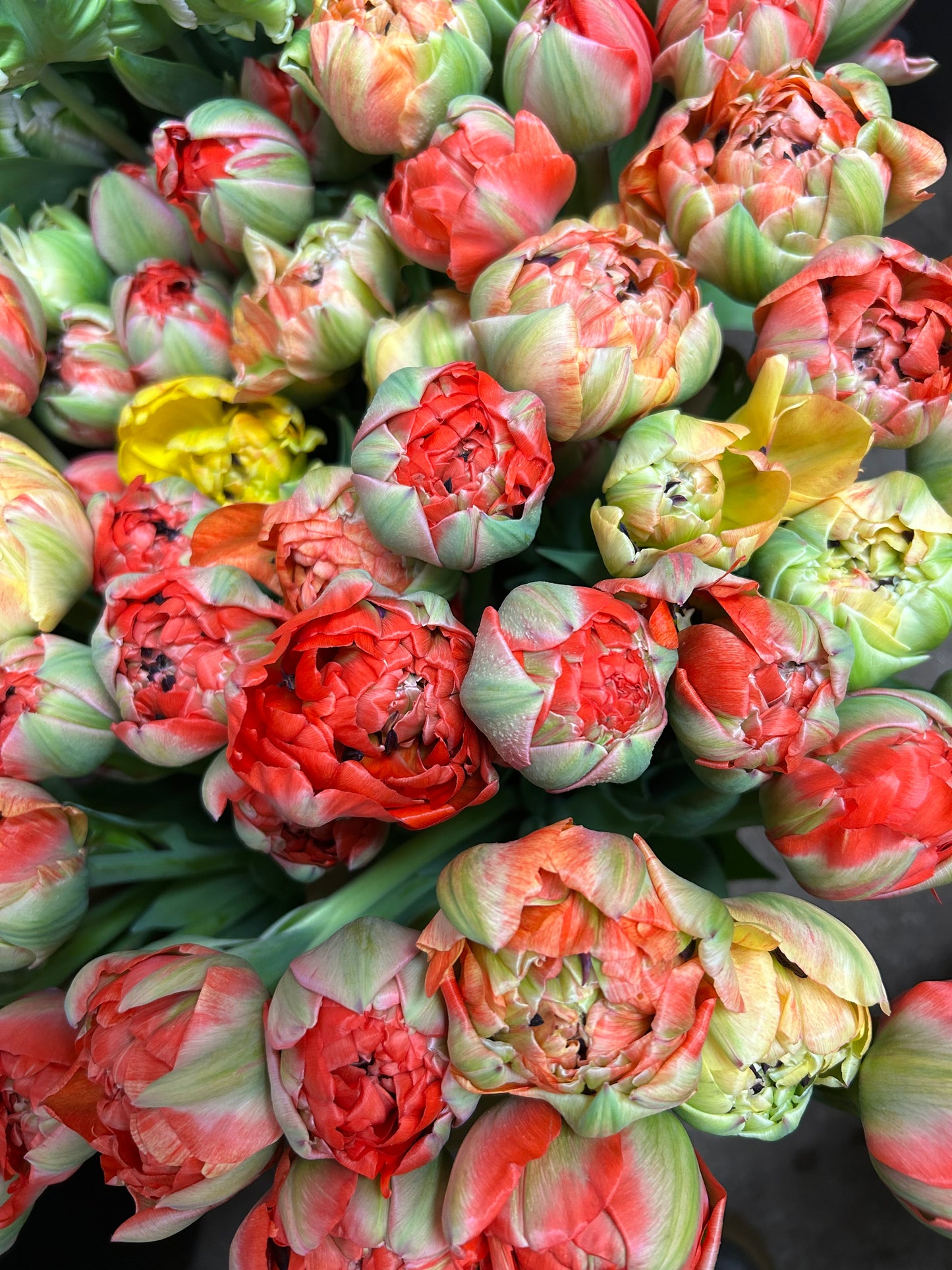 Gudoschnik Double Tulip bunch - 10 stem