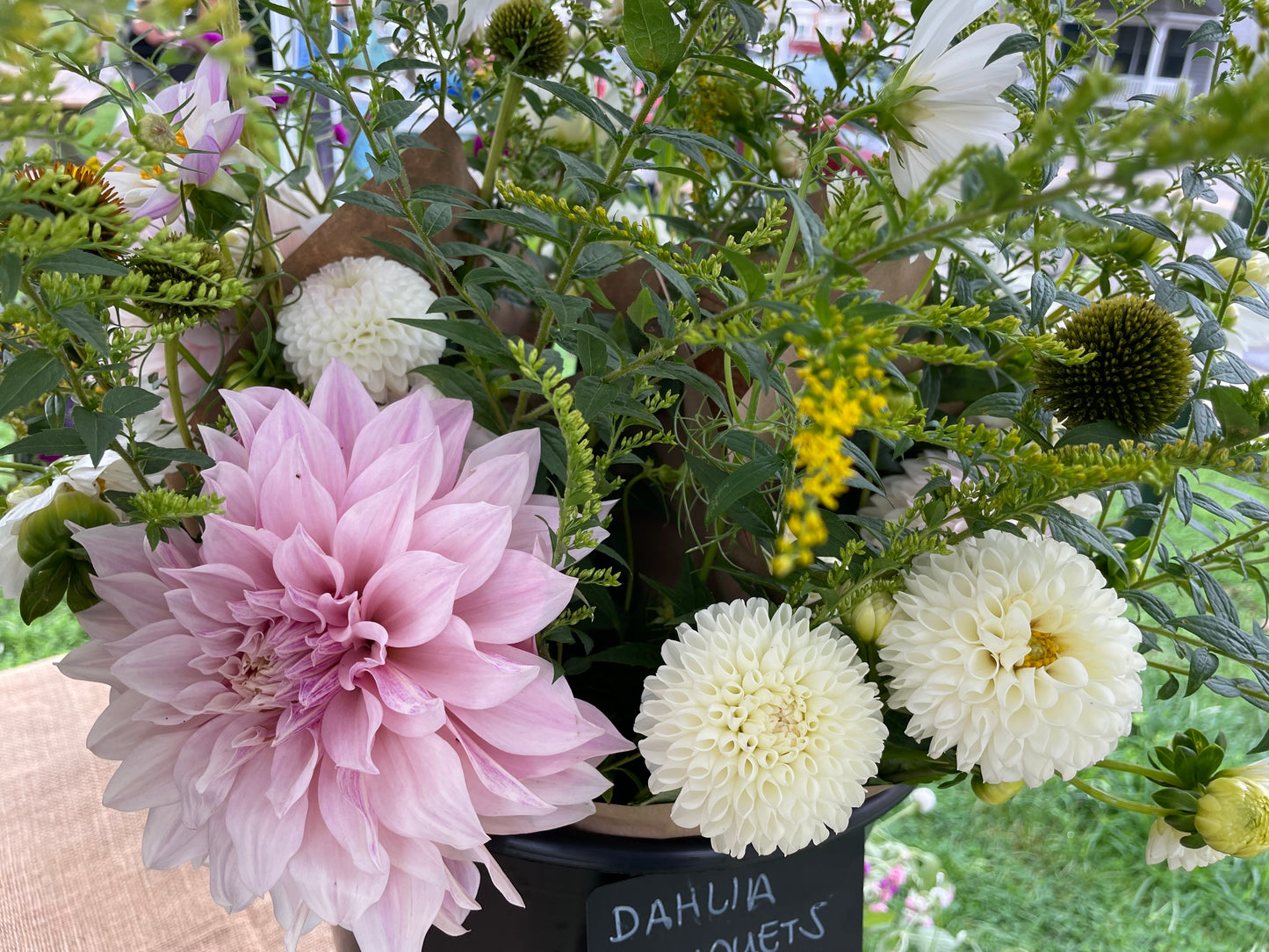 Cafe au Lait Dahlia Tuber