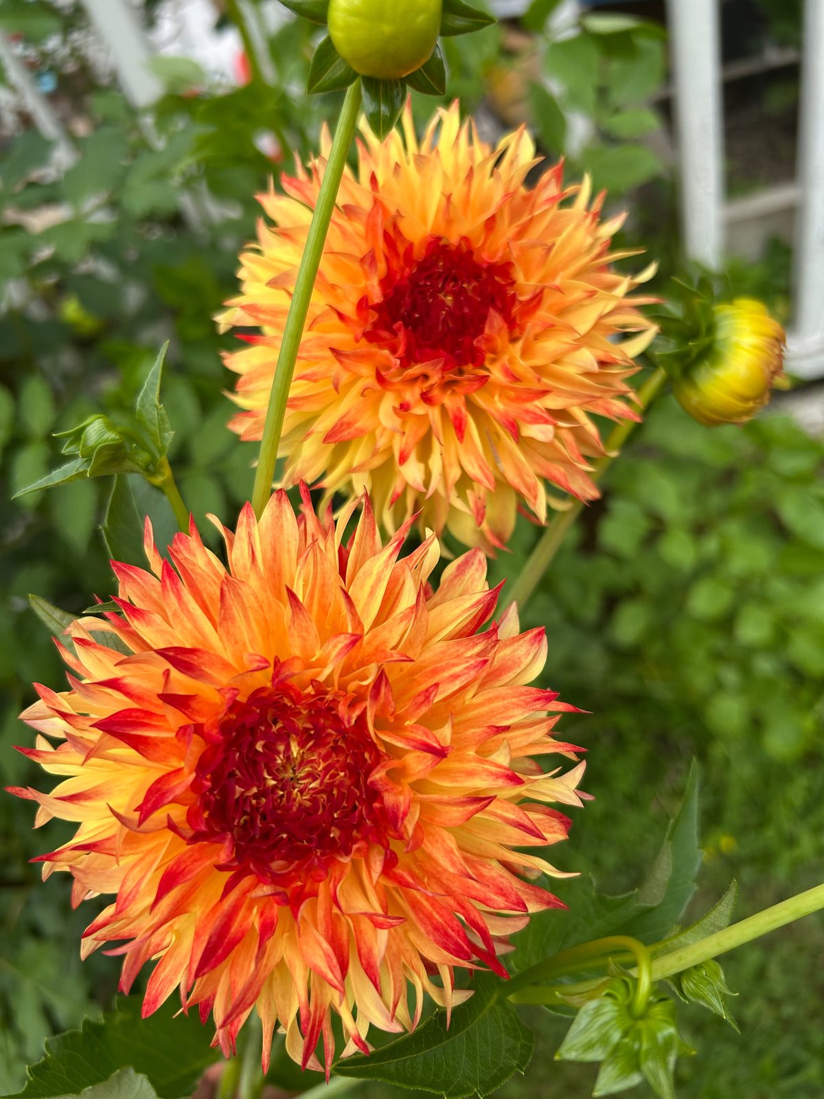 Bloomquist Georgia C Dahlia Tuber