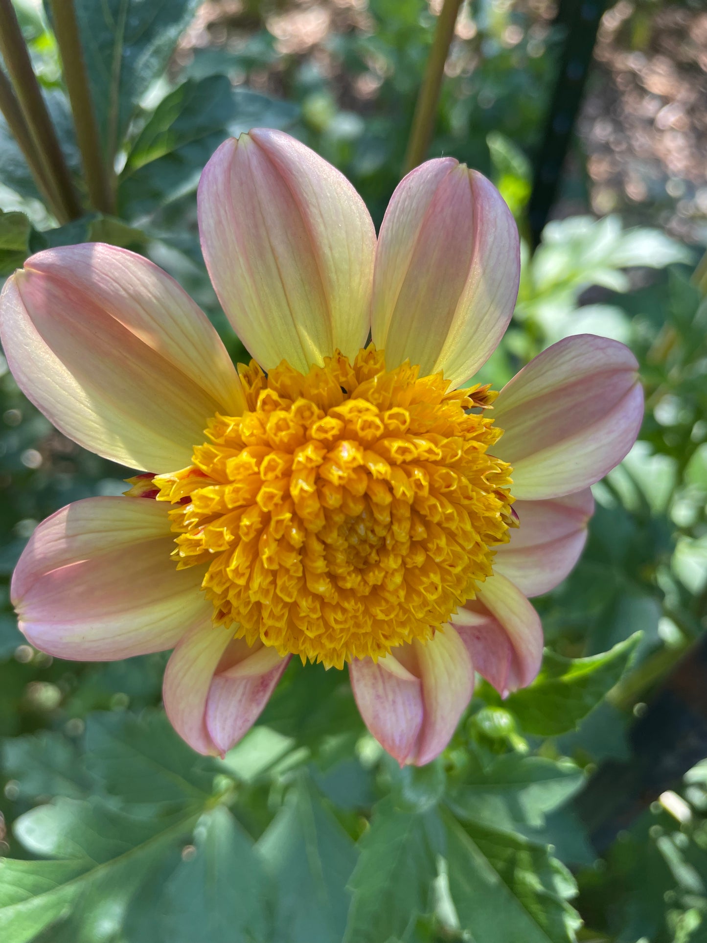 Bloomquist Golden Dahlia Tuber