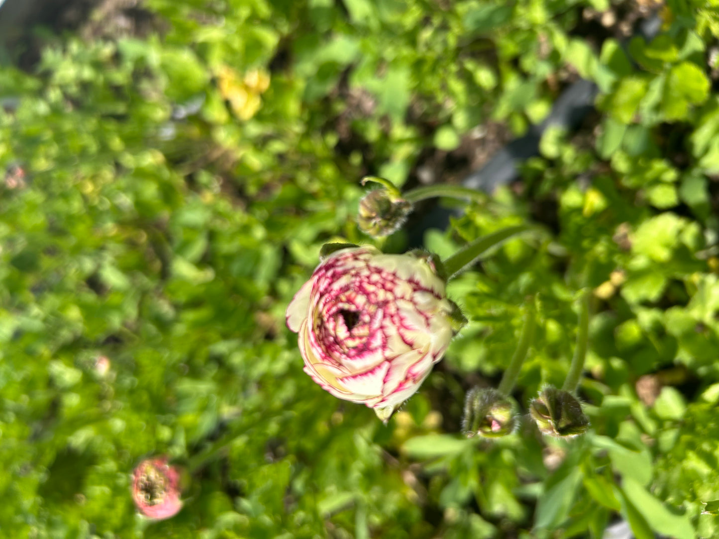 Ranunculus Tiger
