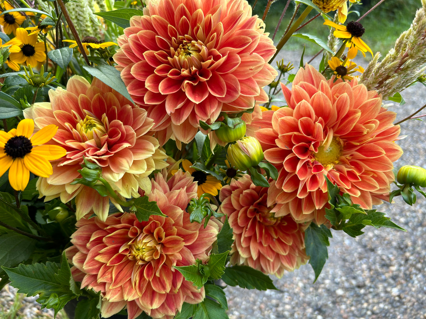 Myrthe Dahlia Tuber