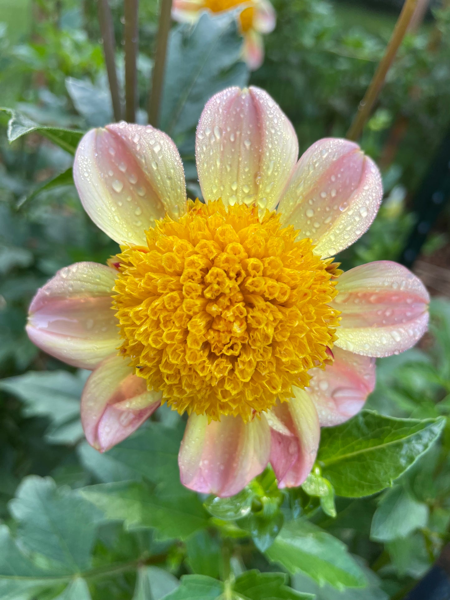 Bloomquist Golden Dahlia Tuber