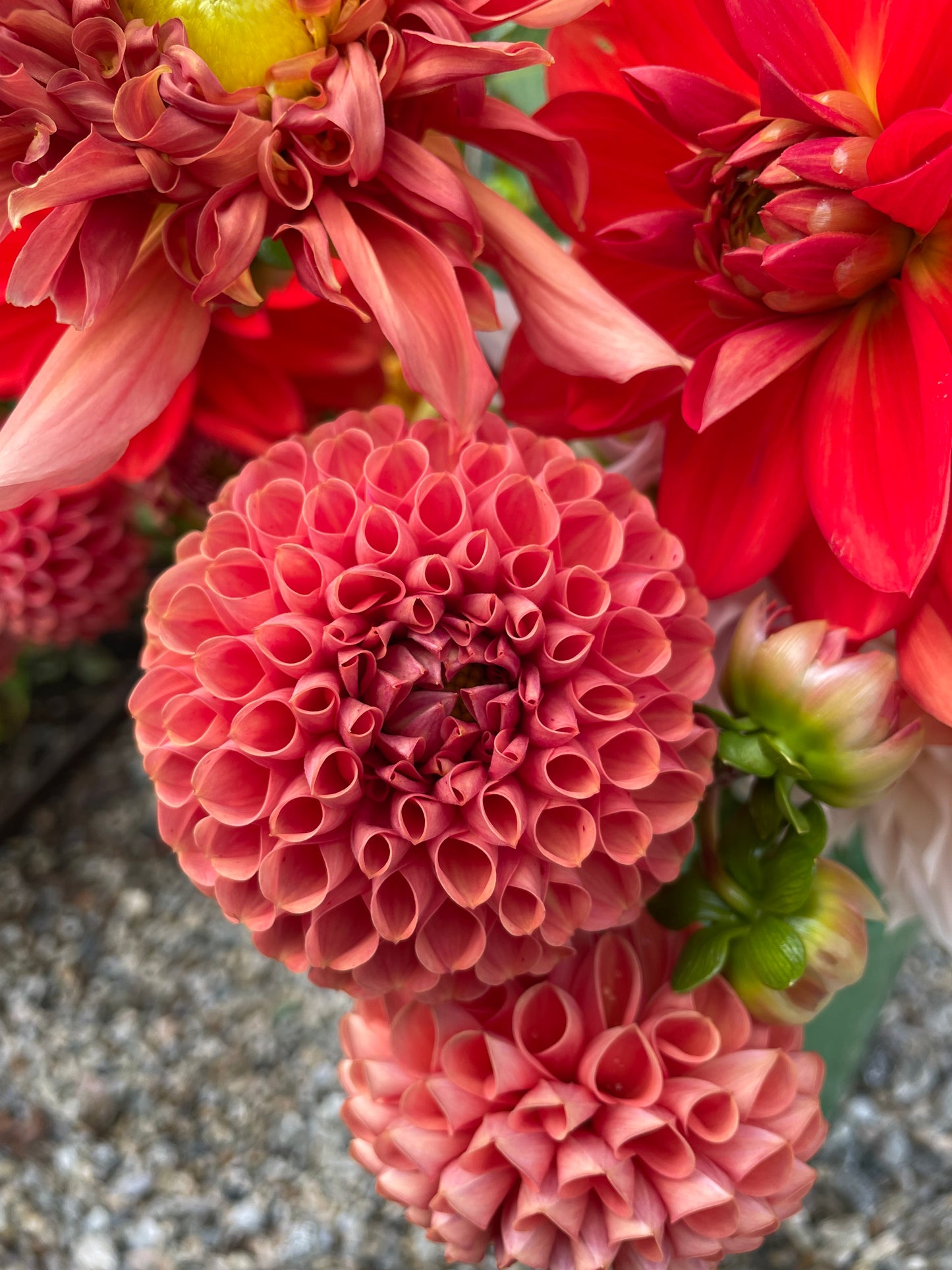 Cornel Bronze Dahlia Tuber