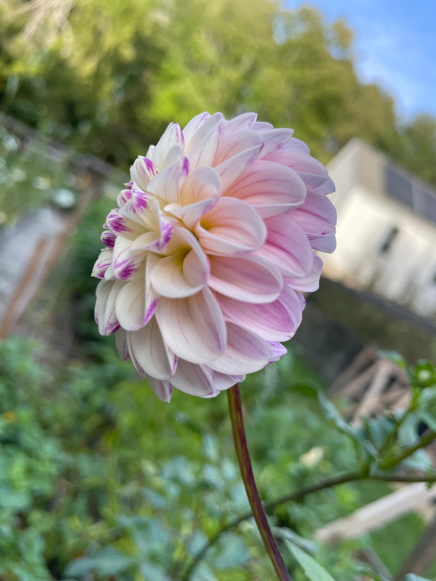 Bloomquist Wonderful Dahlia Tuber