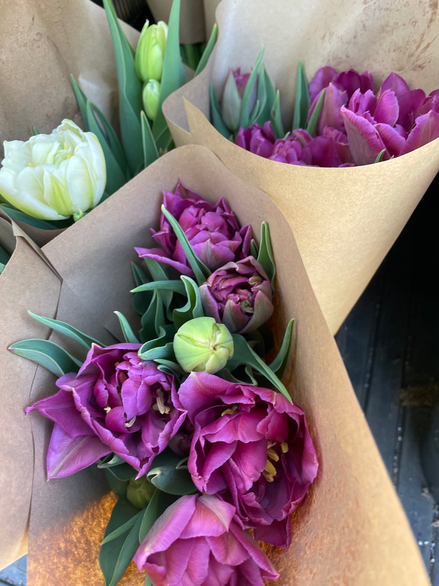 Winter Tulip Subscription 2024