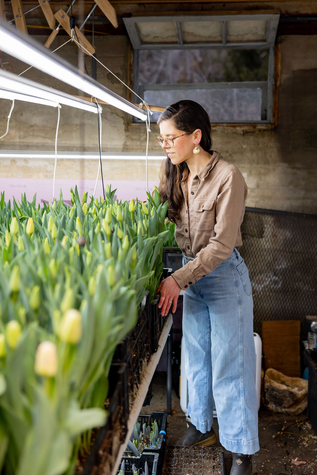 Winter Tulip Subscription 2026