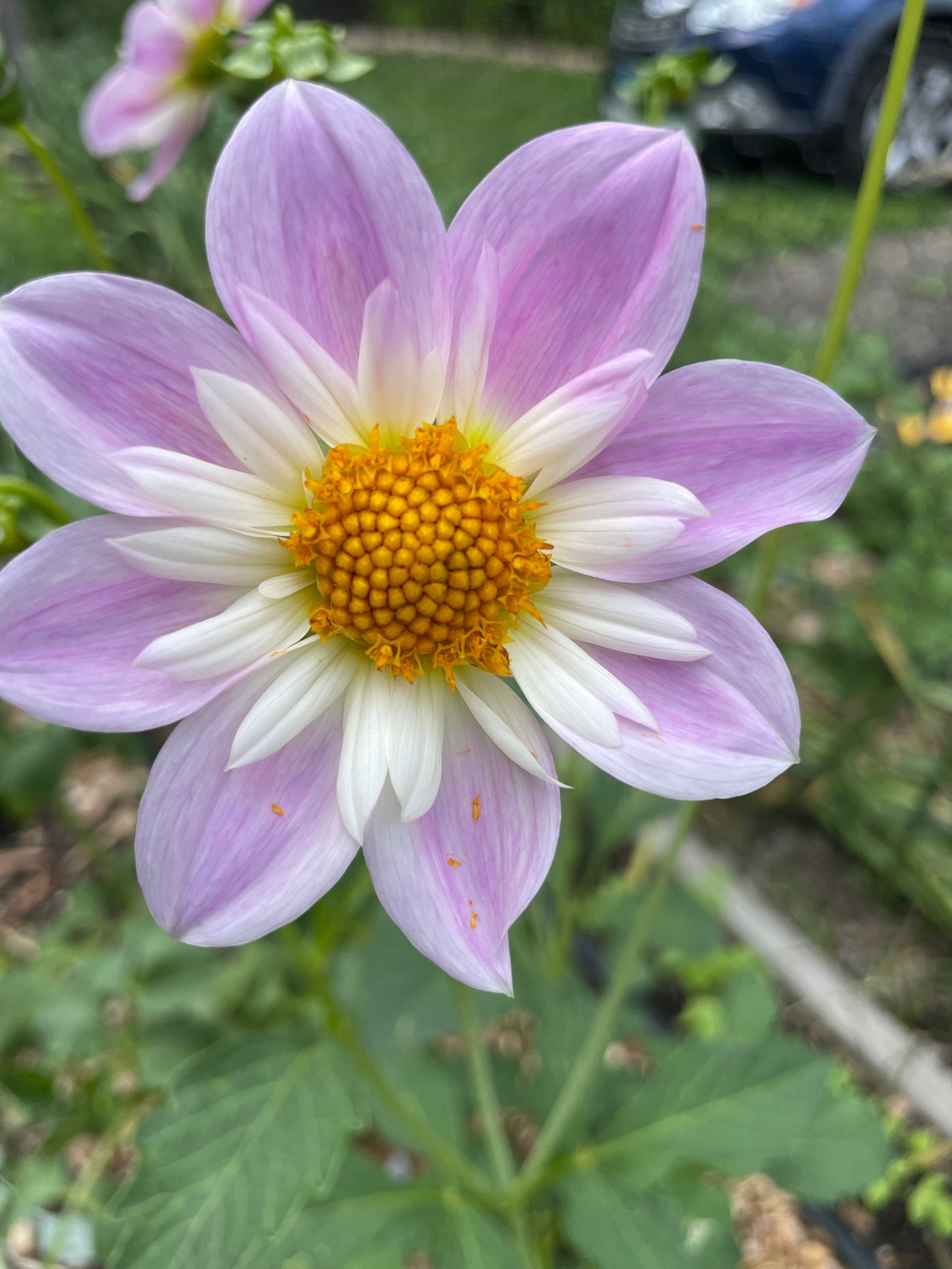 Teesbrooke Audrey Dahlia Tuber