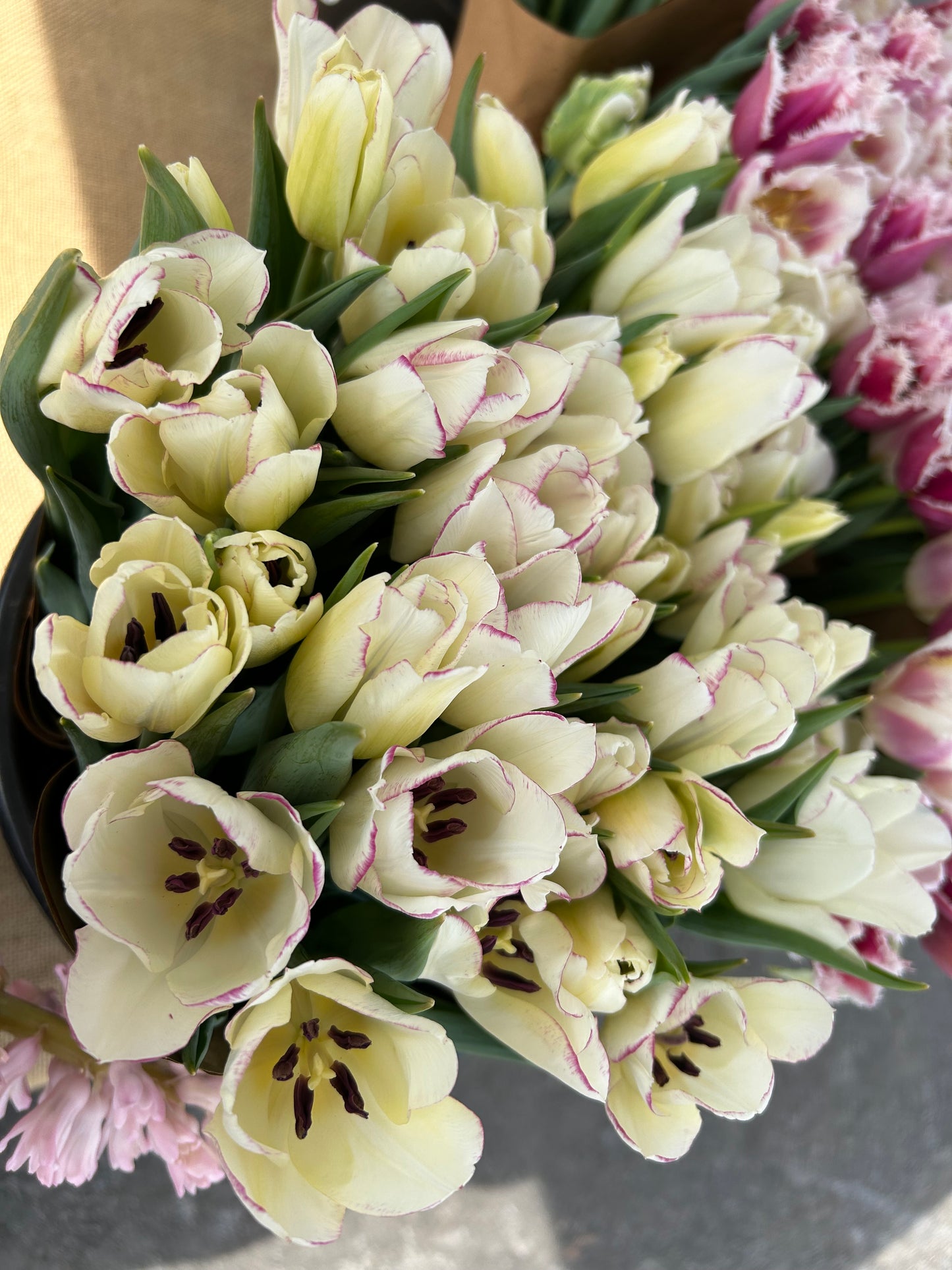 Winter Tulip Subscription 2026