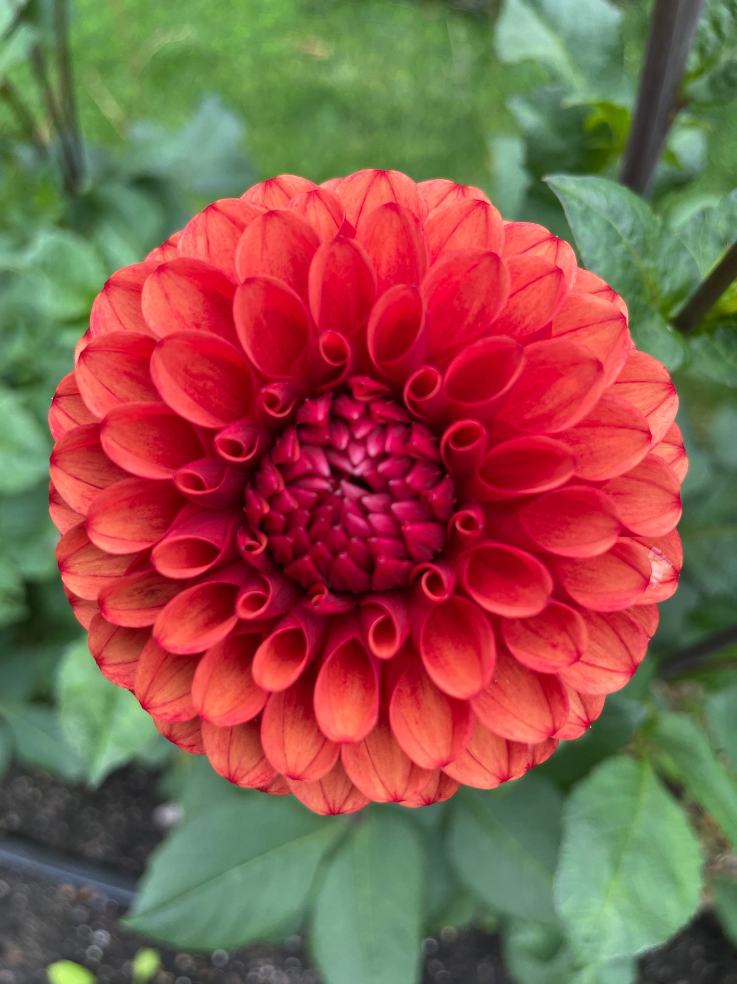 Brown Sugar Dahlia Tuber