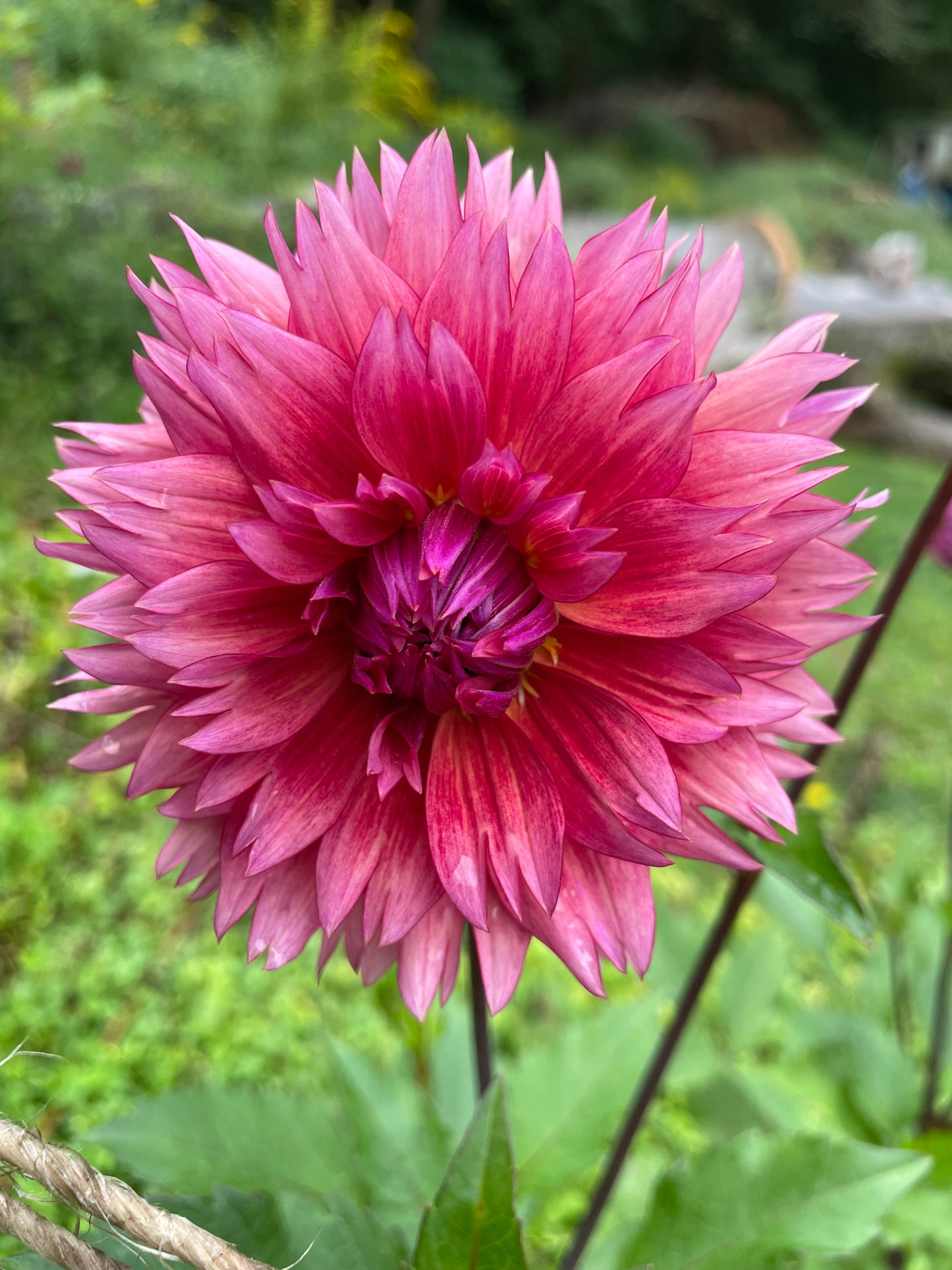 Sonic Bloom Dahlia Tuber