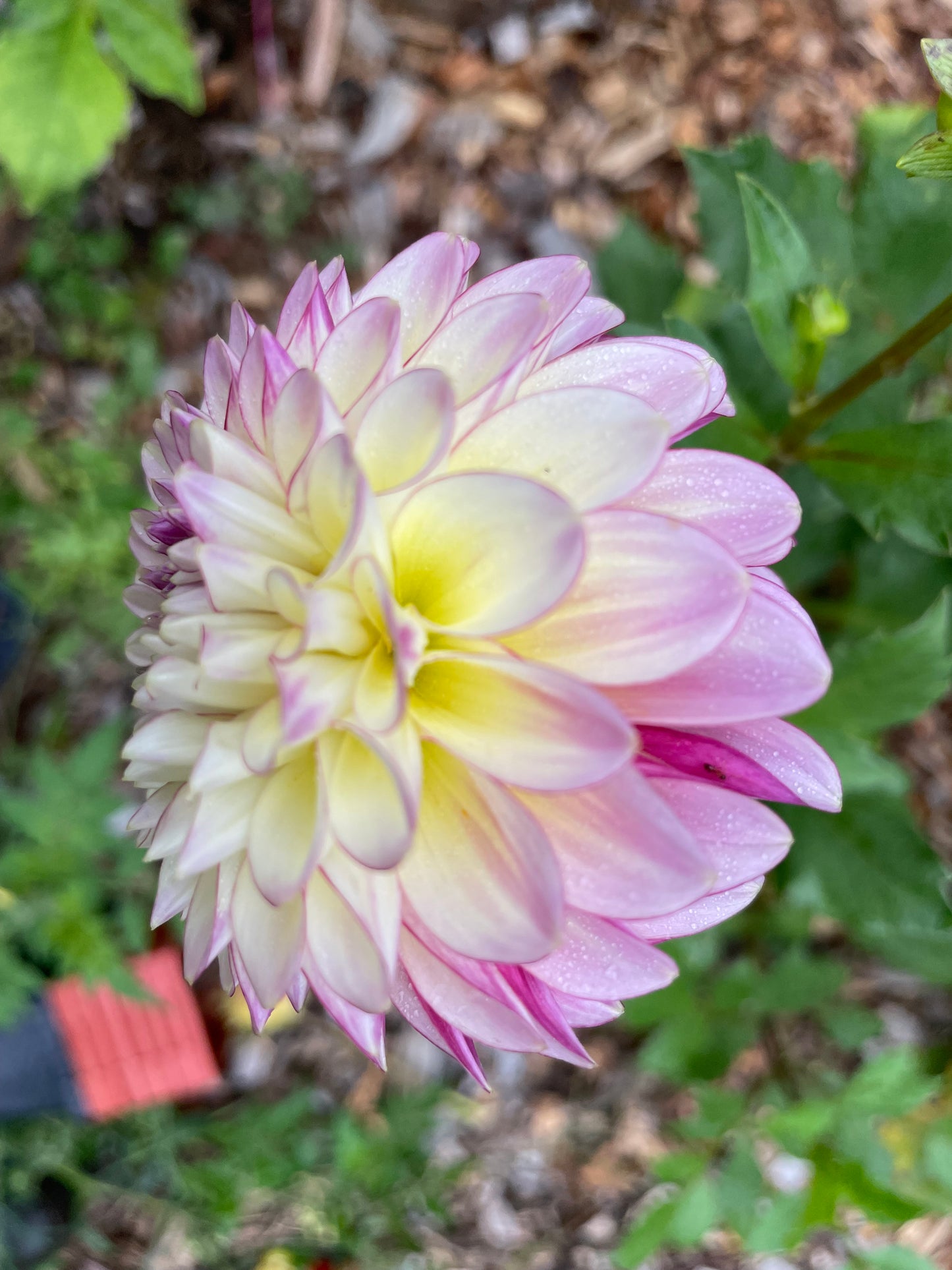 Alpen Sundown Dahlia Tuber