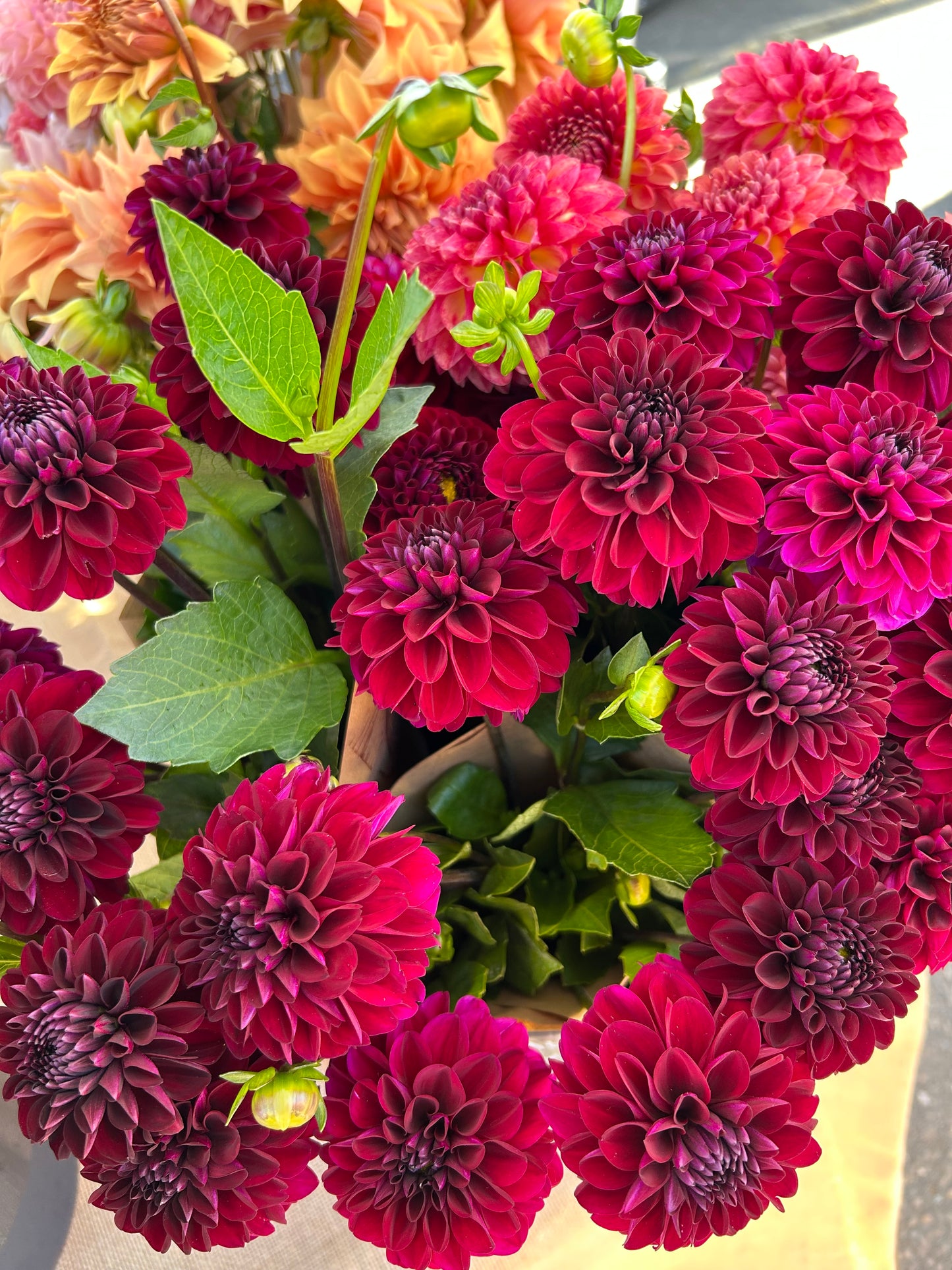 Lights Out Dahlia Tuber