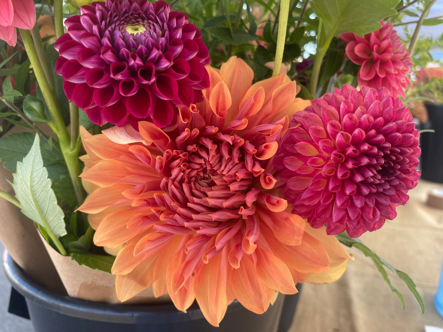 Hercules Dahlia Tuber