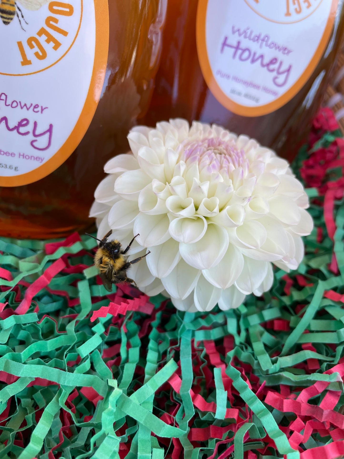 Hollyhill Miss White Dahlia Tuber