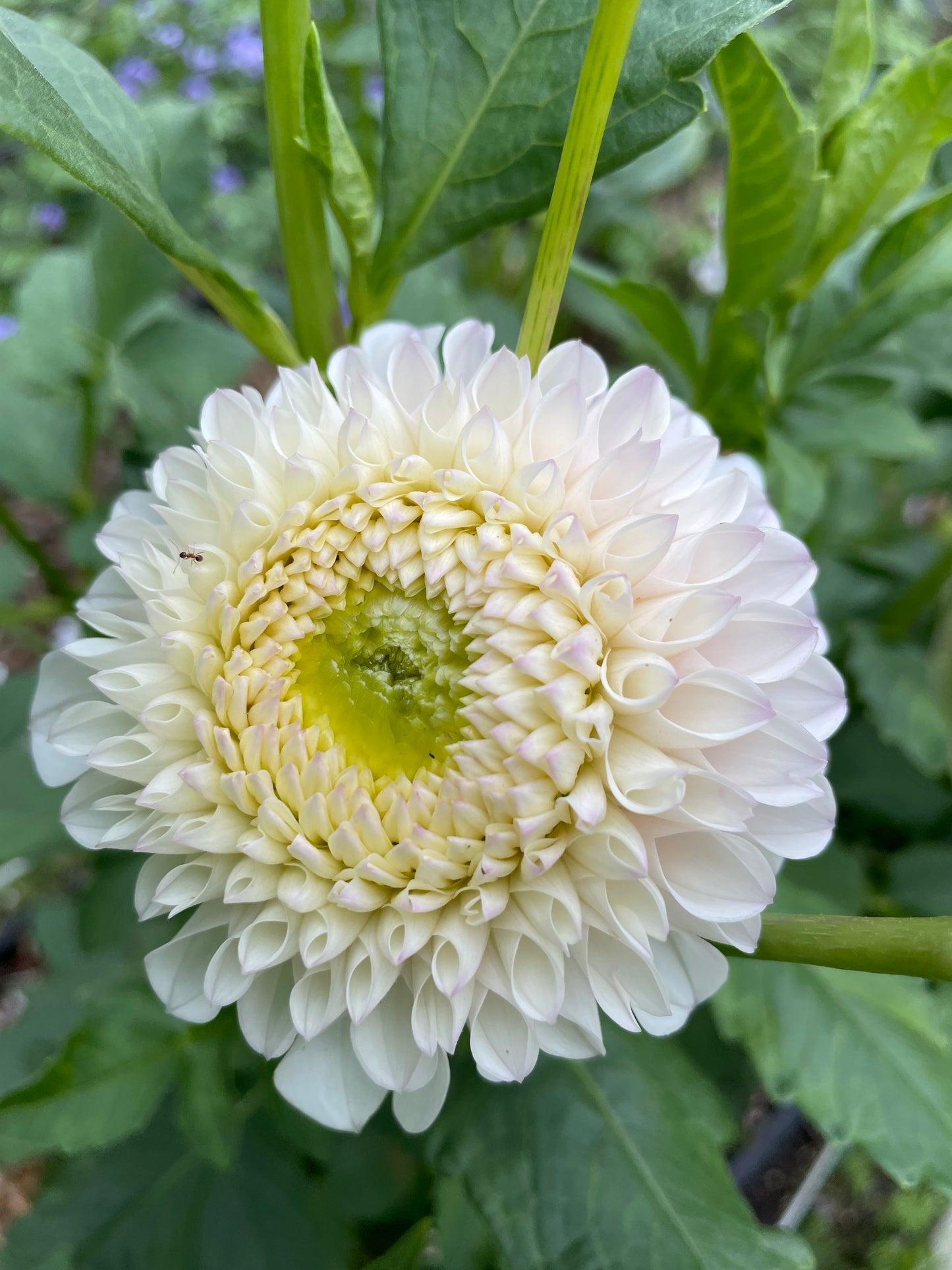 Pink Pearl Dahlia Tuber