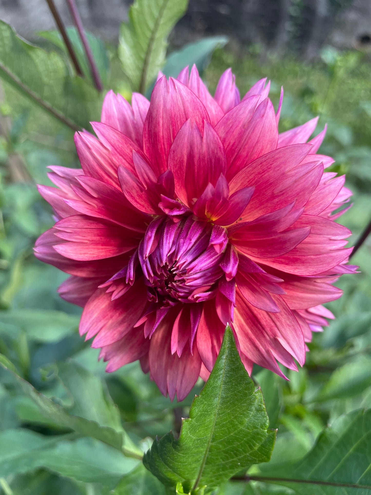 Sonic Bloom Dahlia Tuber