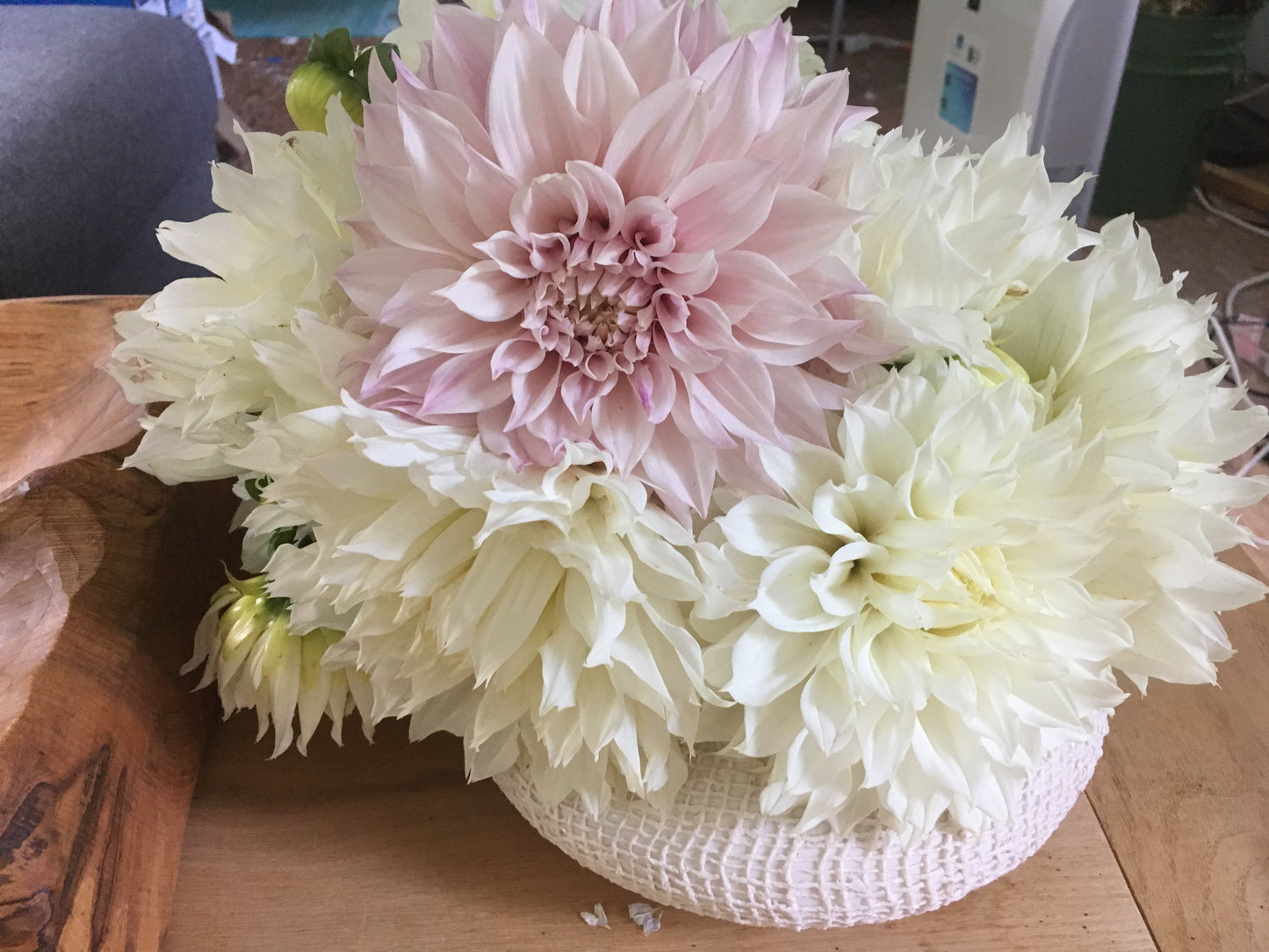 Cafe au Lait Dahlia Tuber