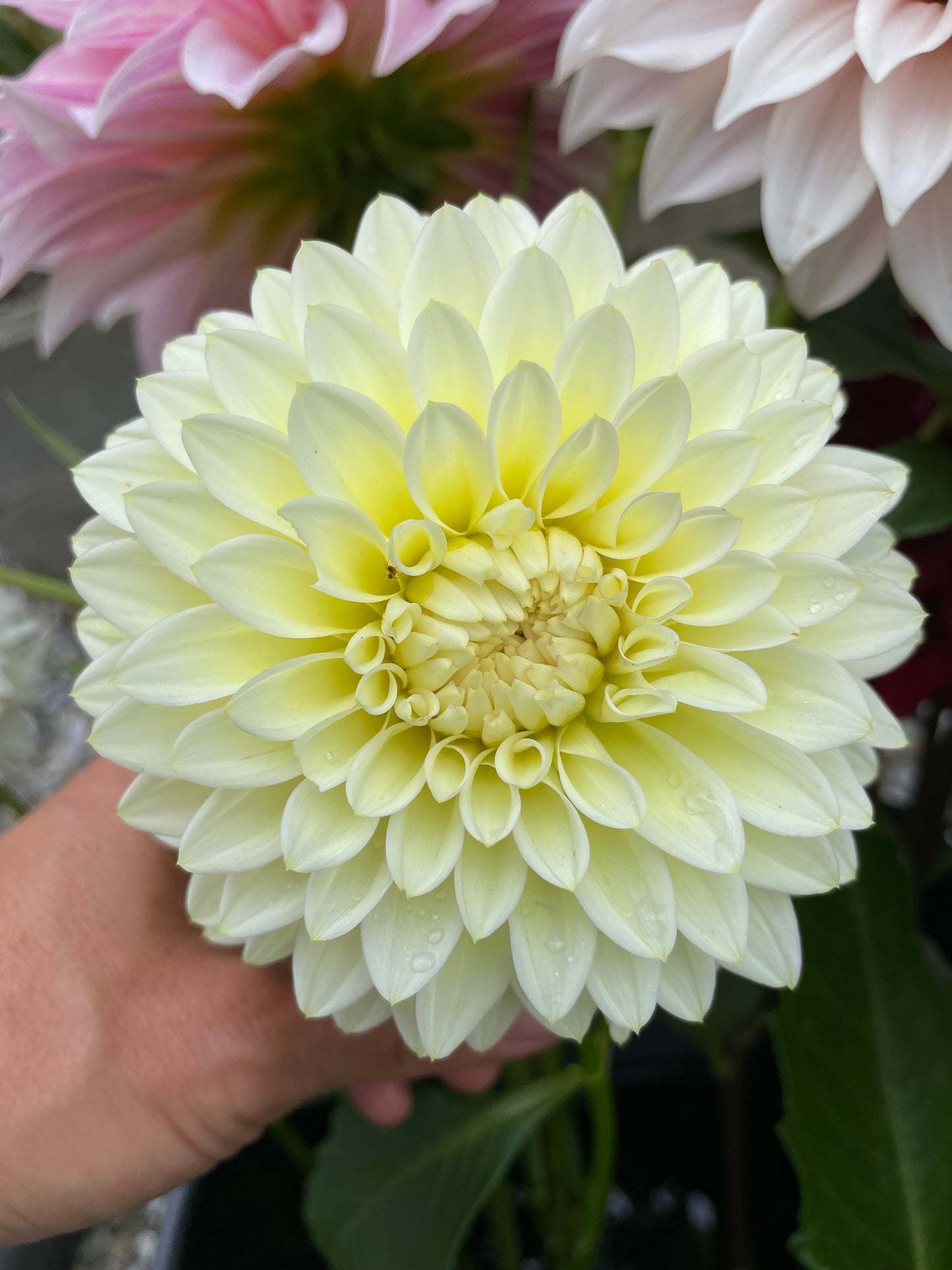 Bloomquist Blush Dahlia Tuber