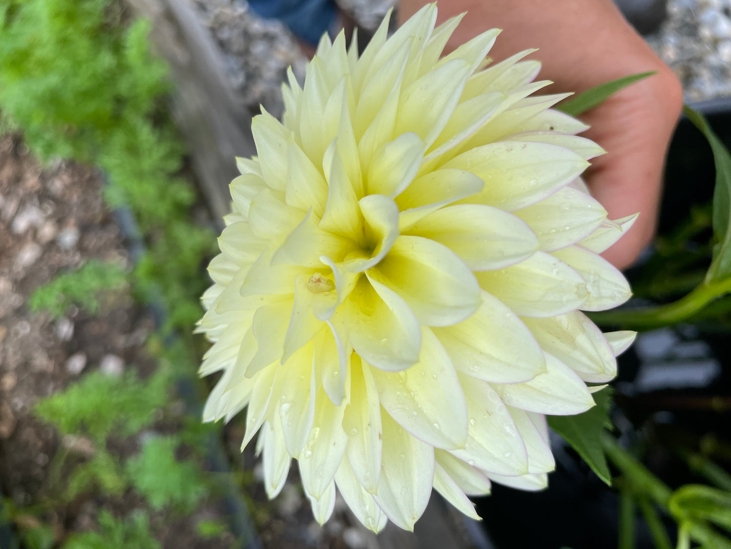 Bloomquist Blush Dahlia Tuber