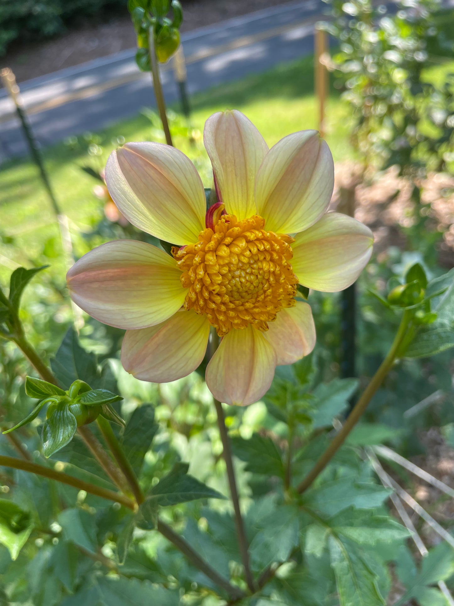 Bloomquist Golden Dahlia Tuber